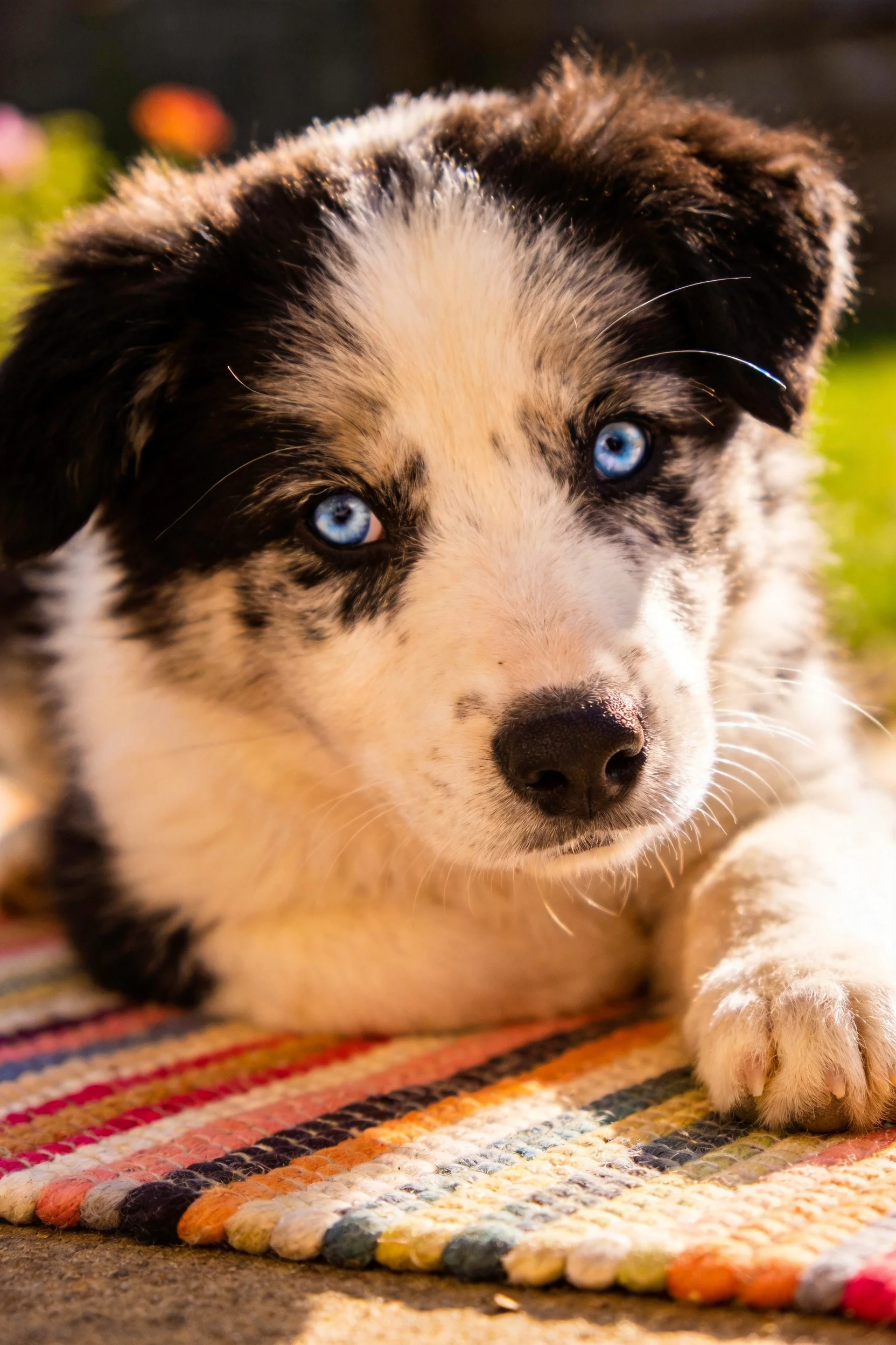 一只蓝眼睛黑白相间的边境牧羊犬幼犬趴在彩色条纹地毯上,毛发柔软蓬松。