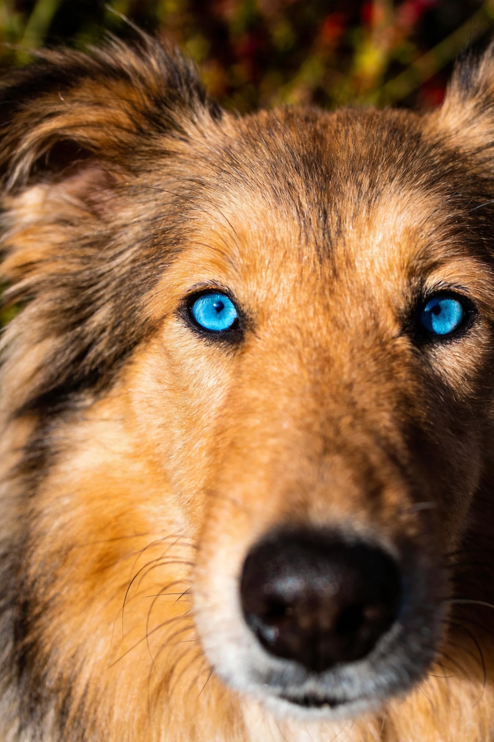 谢德兰牧羊犬有着明亮的蓝色眼眸,蓬松的棕色毛发覆盖全身,鼻子呈黑色且轮廓清晰。