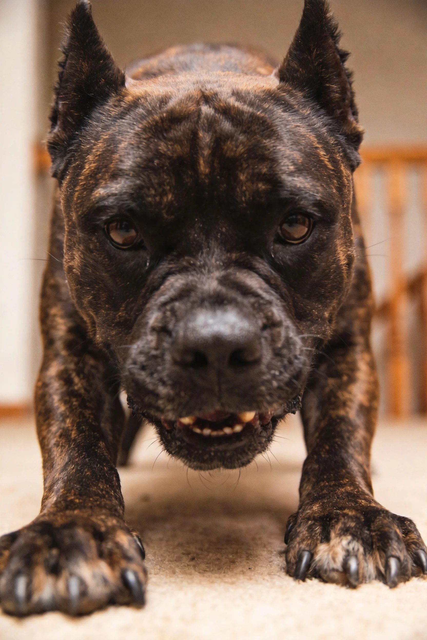 黑棕色短毛大型犬直视镜头,面部肌肉紧绷,前爪支撑在浅色地毯上。