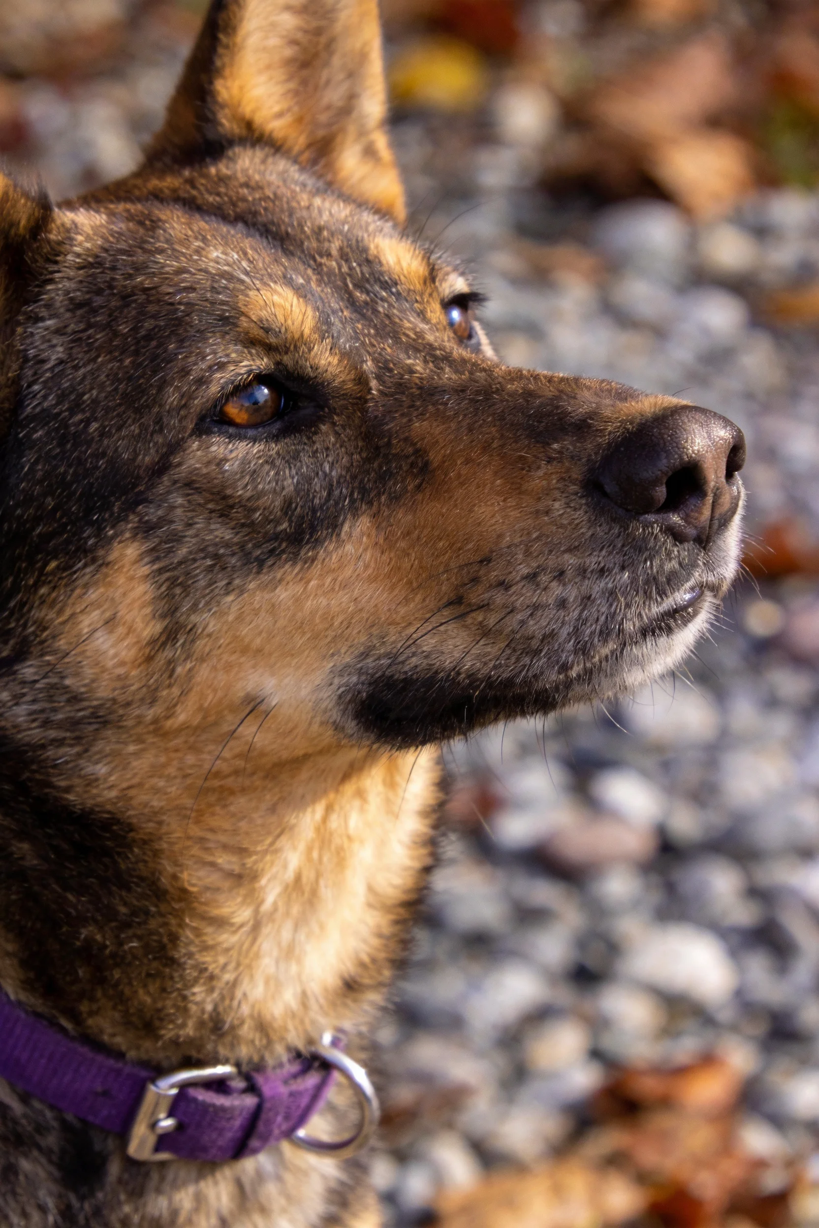黑棕相间中型犬佩戴紫色项圈,在碎石地面户外环境中,眼睛专注看向远方,面部细节清晰可见。