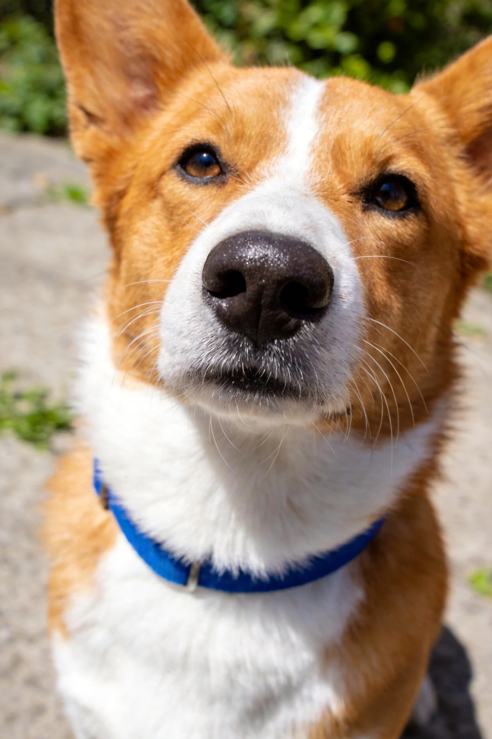 一只棕白相间的混血犬戴着蓝色项圈，眼神专注地看向镜头方向。