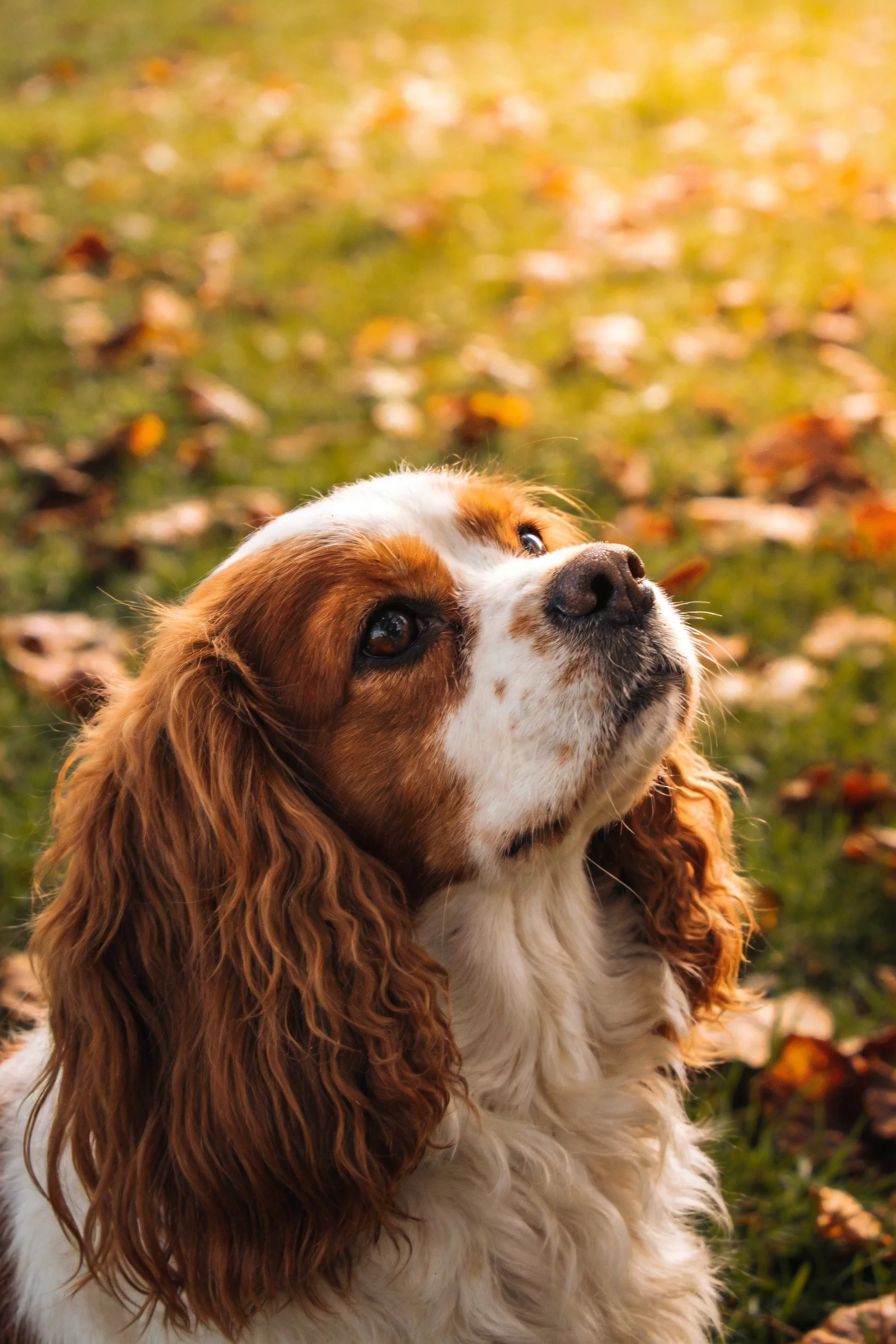 一只红棕白相间的可卡犬抬头凝望,长卷毛垂落在脸部两侧,眼神专注。