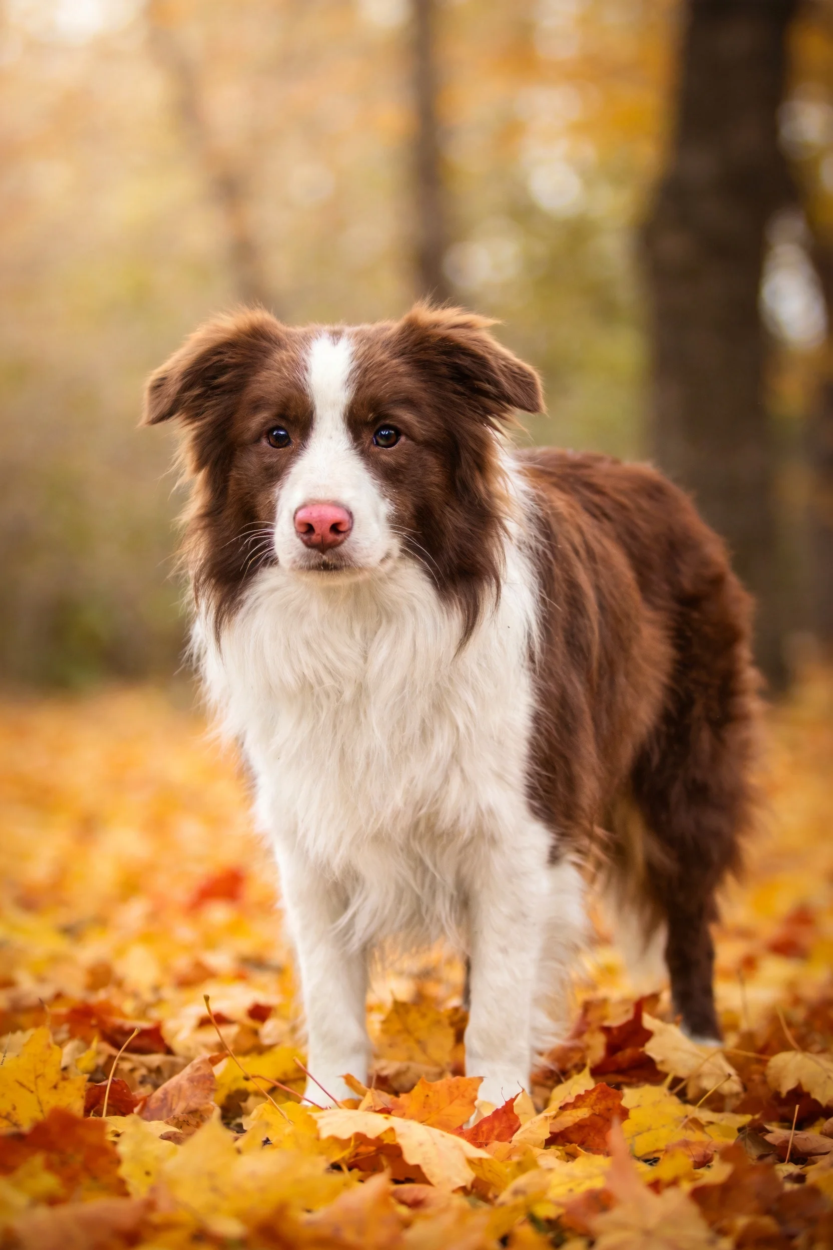 棕白相间的边境牧羊犬站在满是彩色秋叶的地面上,它有着明亮的黑眼睛和粉红色鼻头,柔软的被毛在光线中清晰可见。