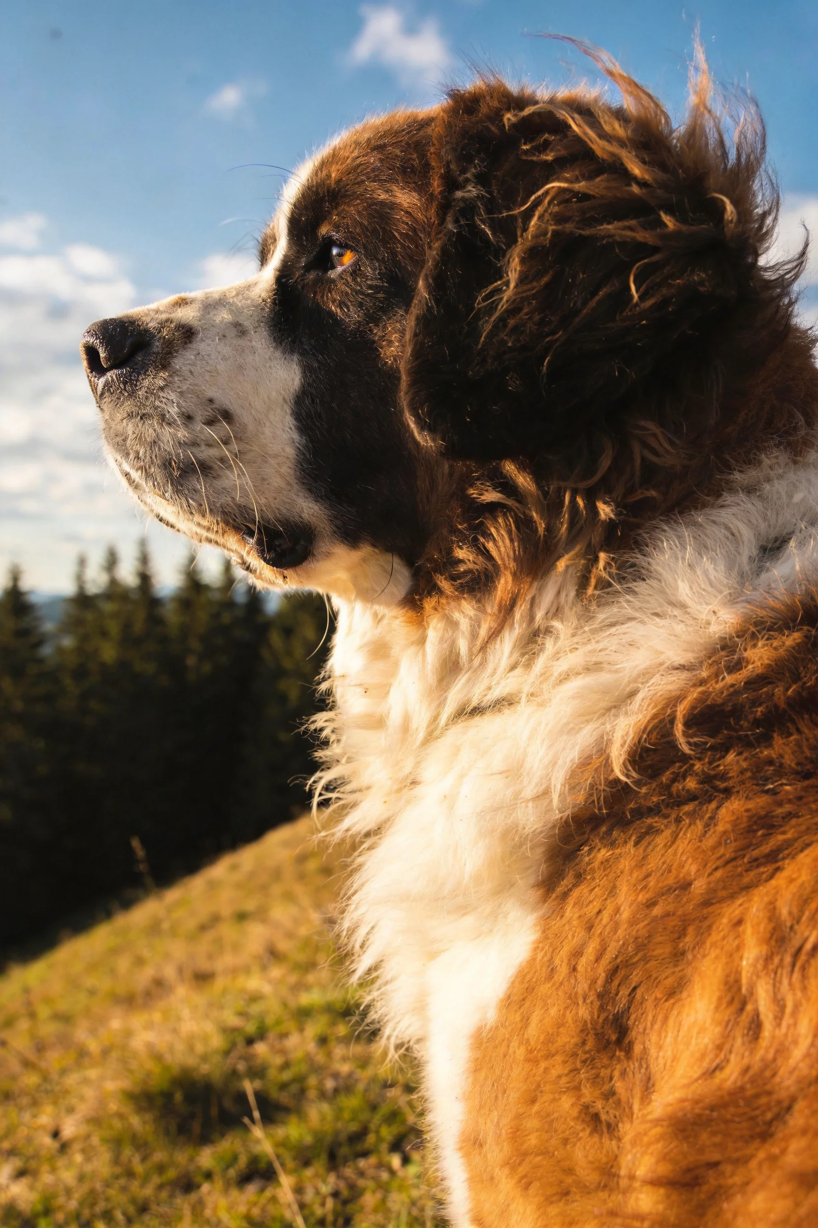 圣伯纳犬在户外展示其黑棕白相间的毛发和专注的神情。