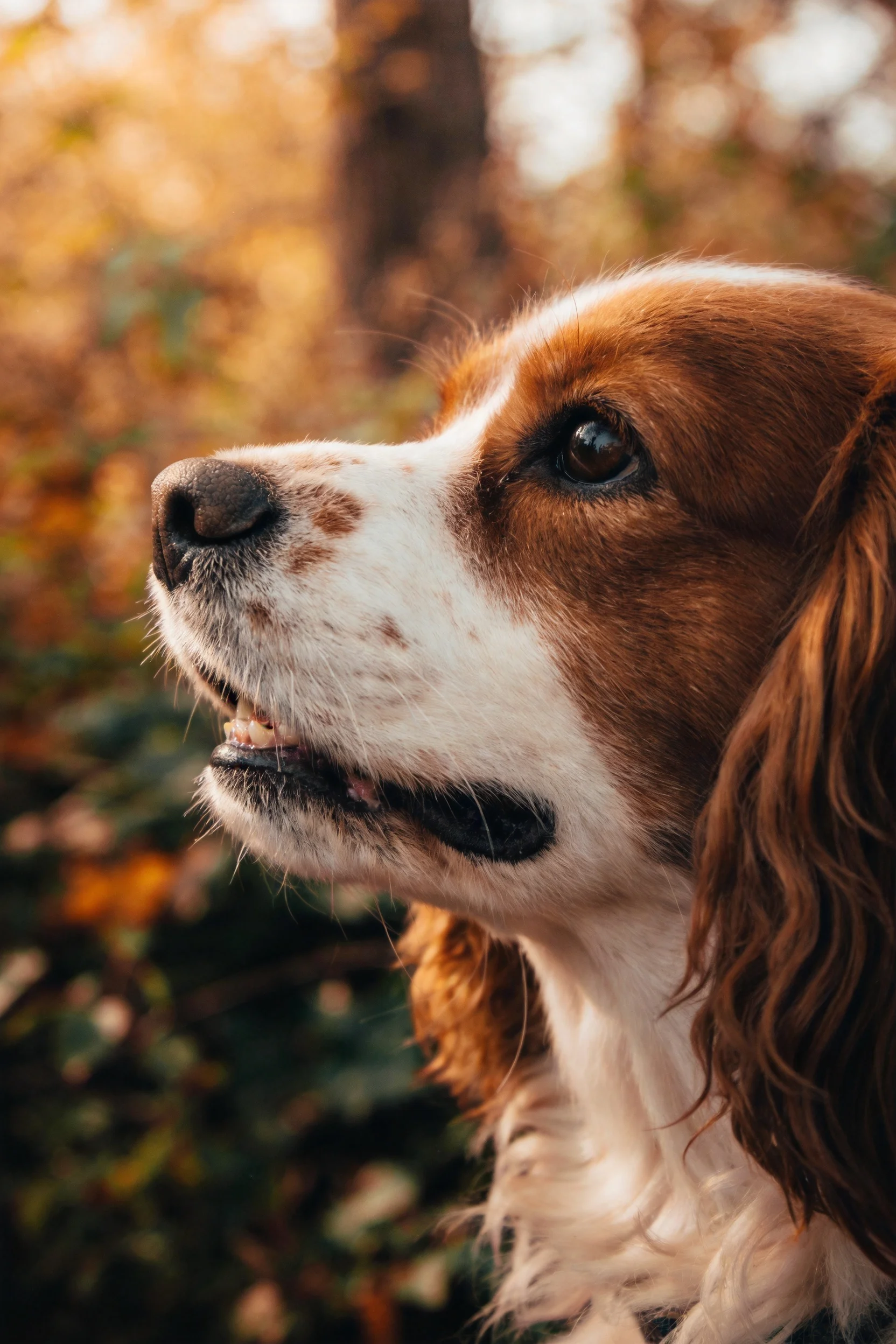 指示猎犬有着红白相间的毛发,黑色的鼻端和棕褐色的眼睛,耳朵垂落在脸颊两侧。