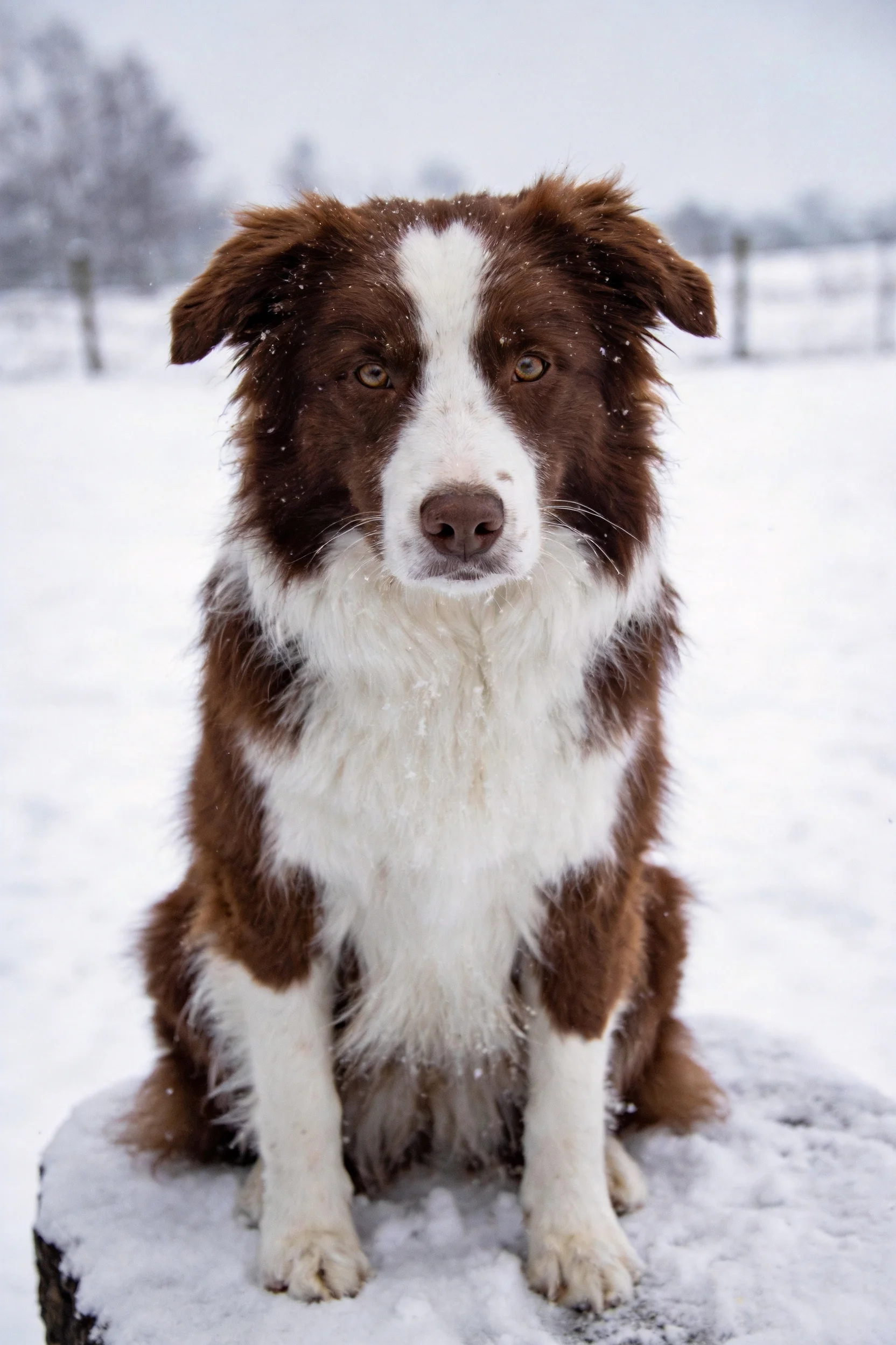 边境牧羊犬坐在积雪覆盖的木桩上,棕白相间的毛发清晰可见。