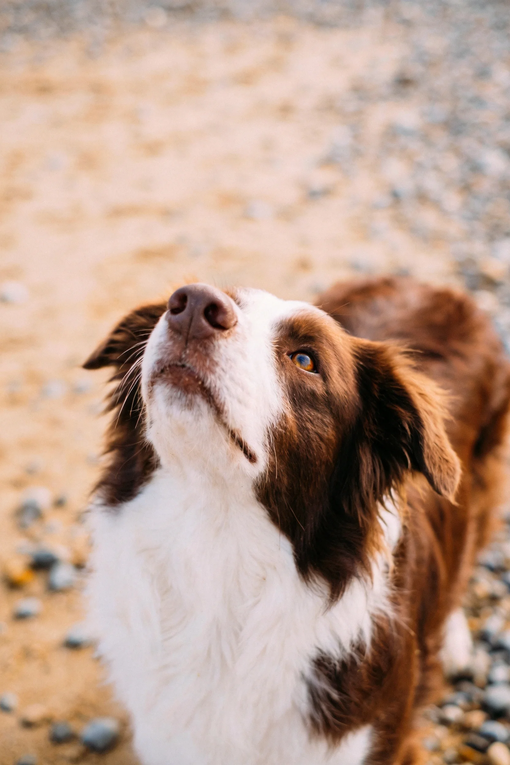 一只棕白相间的边境牧羊犬仰望着上方,其白色脸部与棕色身体形成鲜明对比,眼神专注而明亮,鼻端呈深褐色。