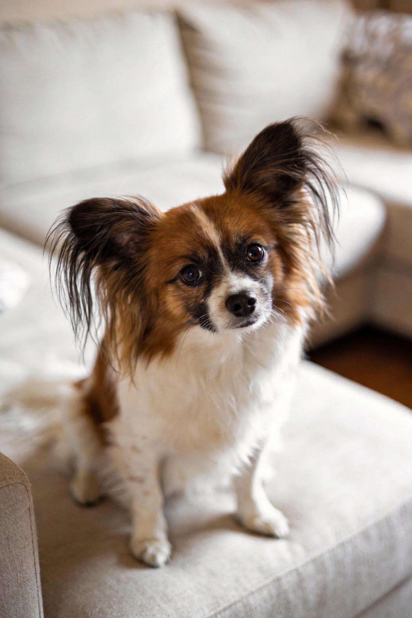 一只蝴蝶犬正安静地坐在浅灰色沙发扶手上，它有着棕白相间的被毛，耳朵竖立且耳部毛发蓬松。