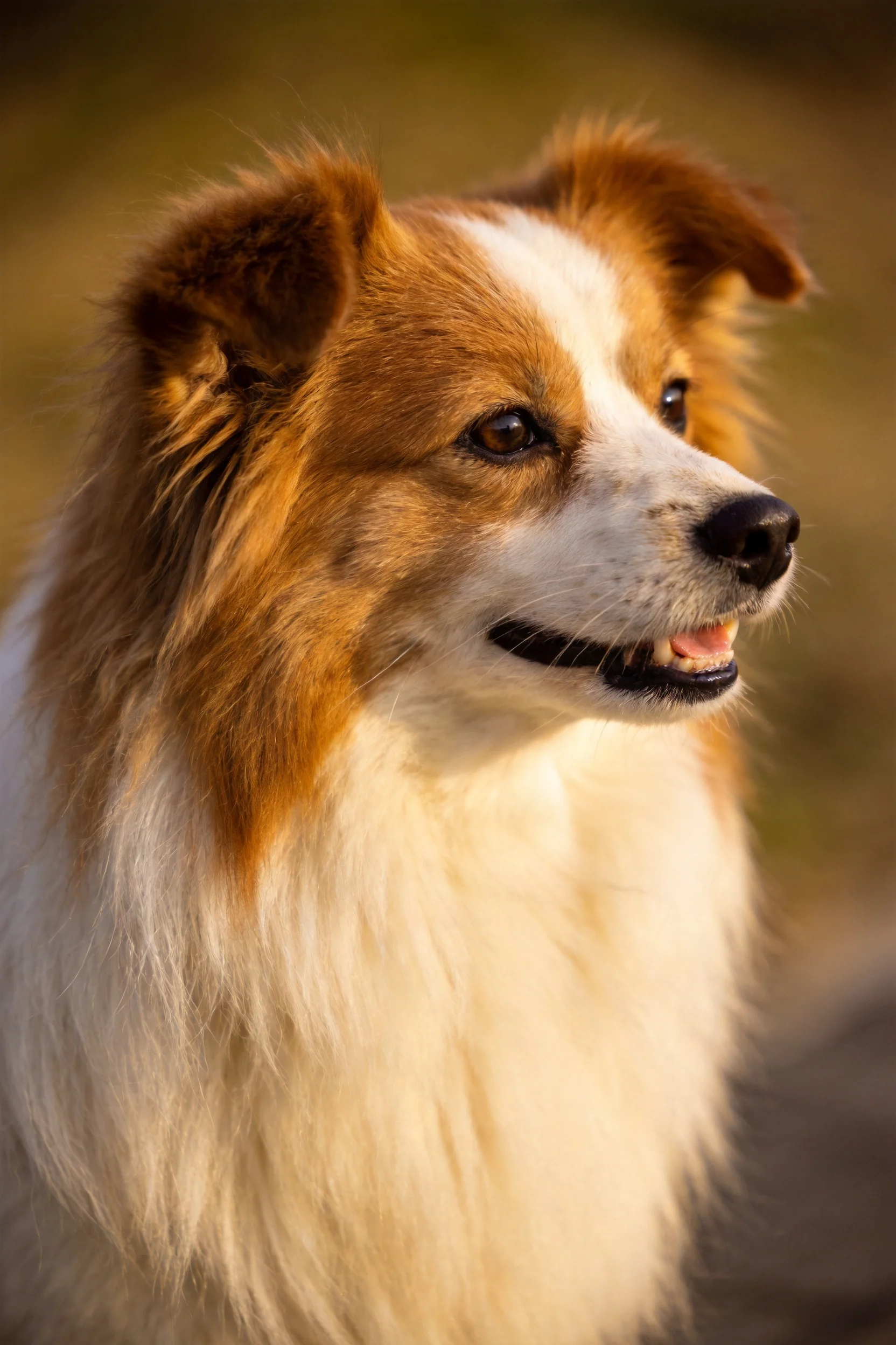 一只设得兰牧羊犬,红白相间的长毛,专注凝视着远方。