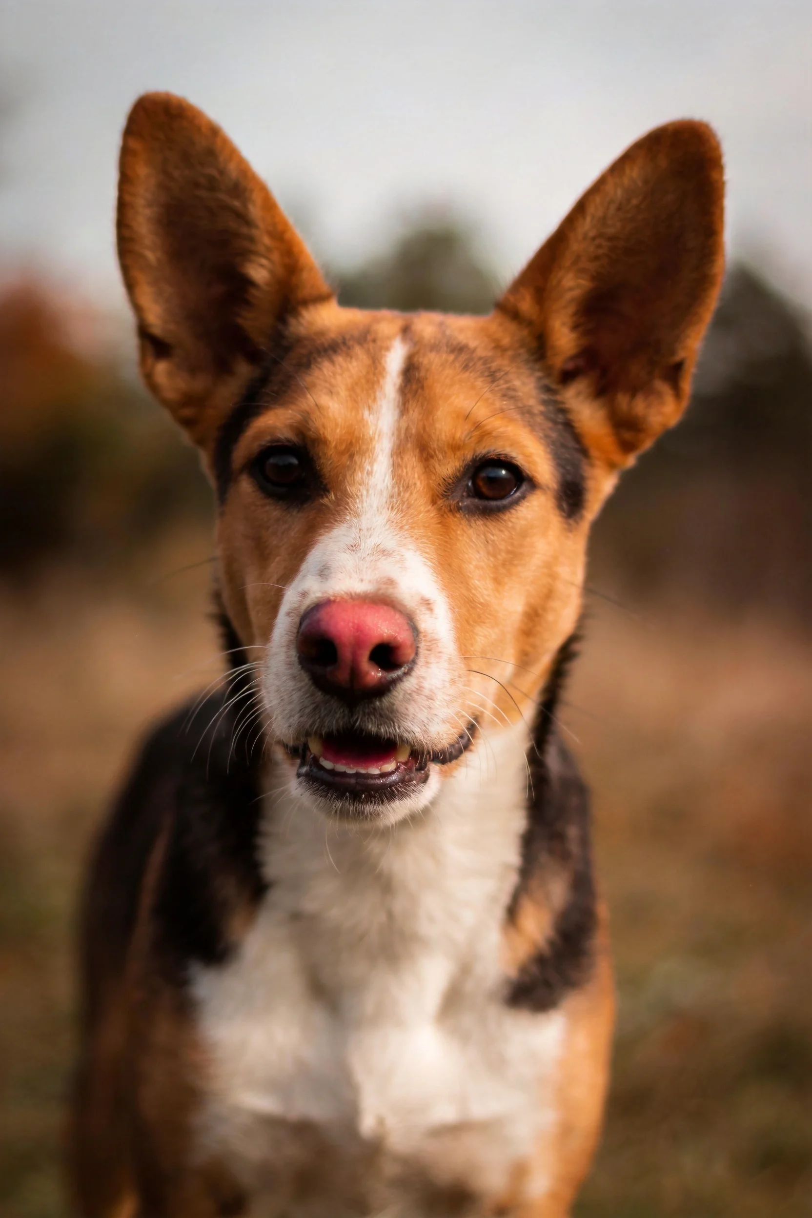 一只三色短毛混血犬,面部有白色条纹,耳朵直立,嘴巴微张,展现出的神态。
