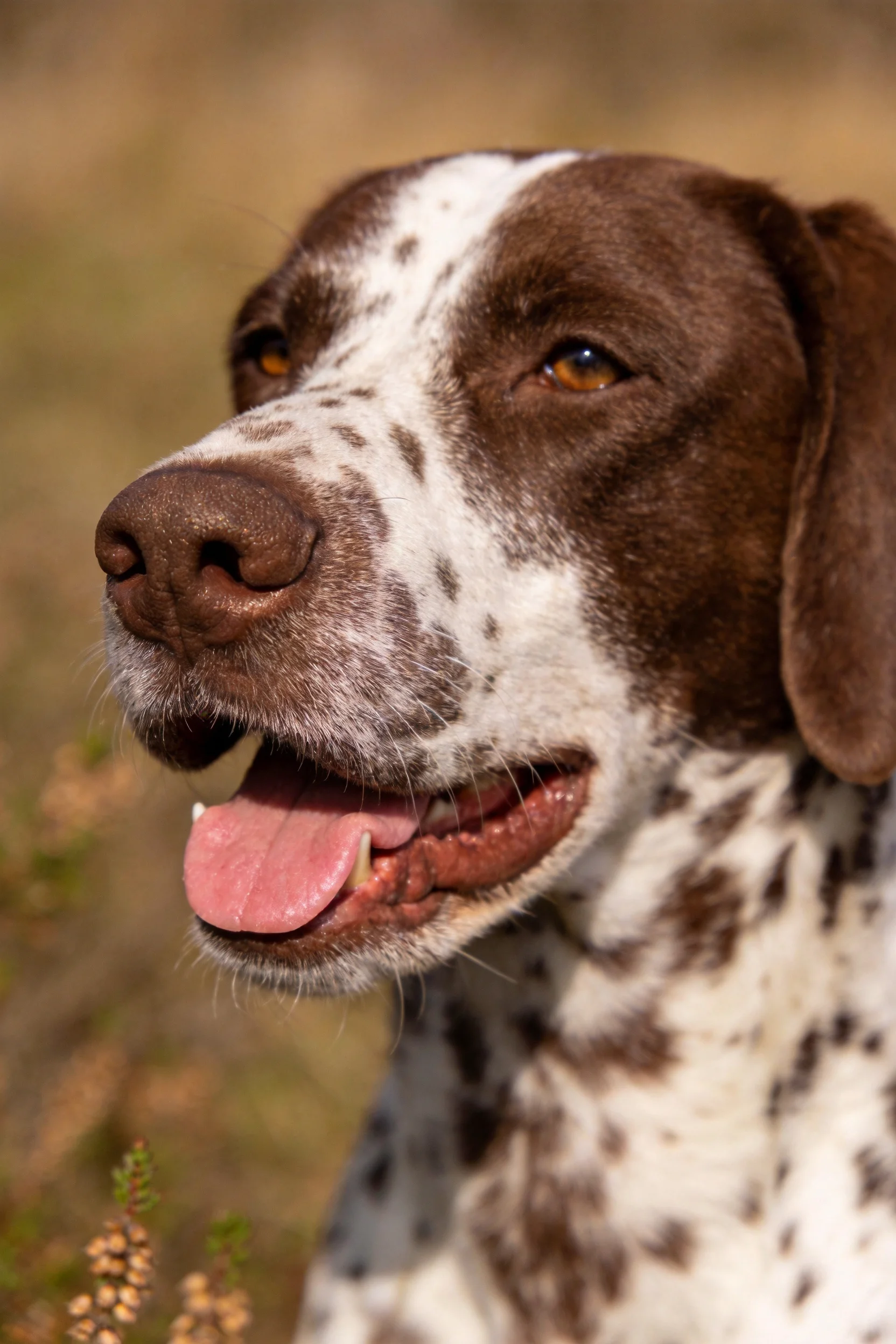 德国短毛指示猎犬面部棕白相间,嘴巴微张,处于户外环境。