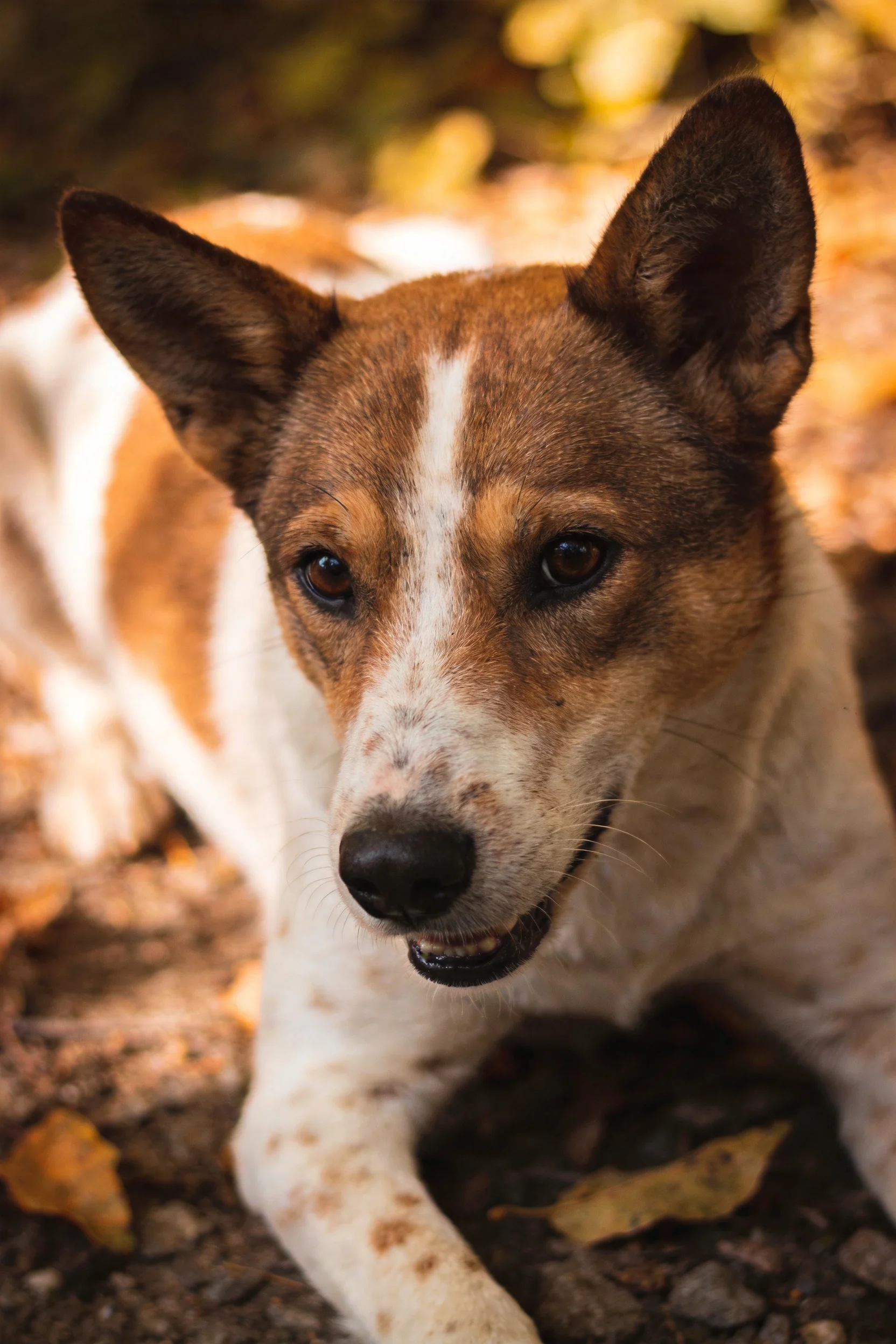 一只白棕相间的短毛犬,面部有白色条纹,正趴地趴在满是落叶的户外地面,耳朵竖立,眼神温和。