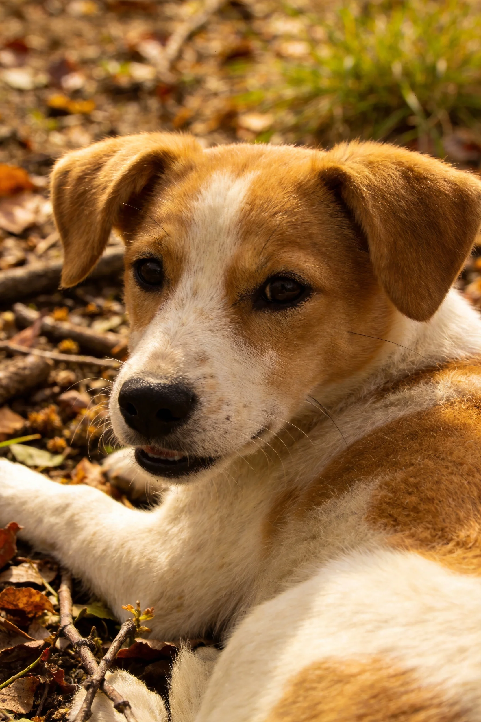 一只混种幼犬趴在户外落叶间,棕白相间的毛发清晰可见。