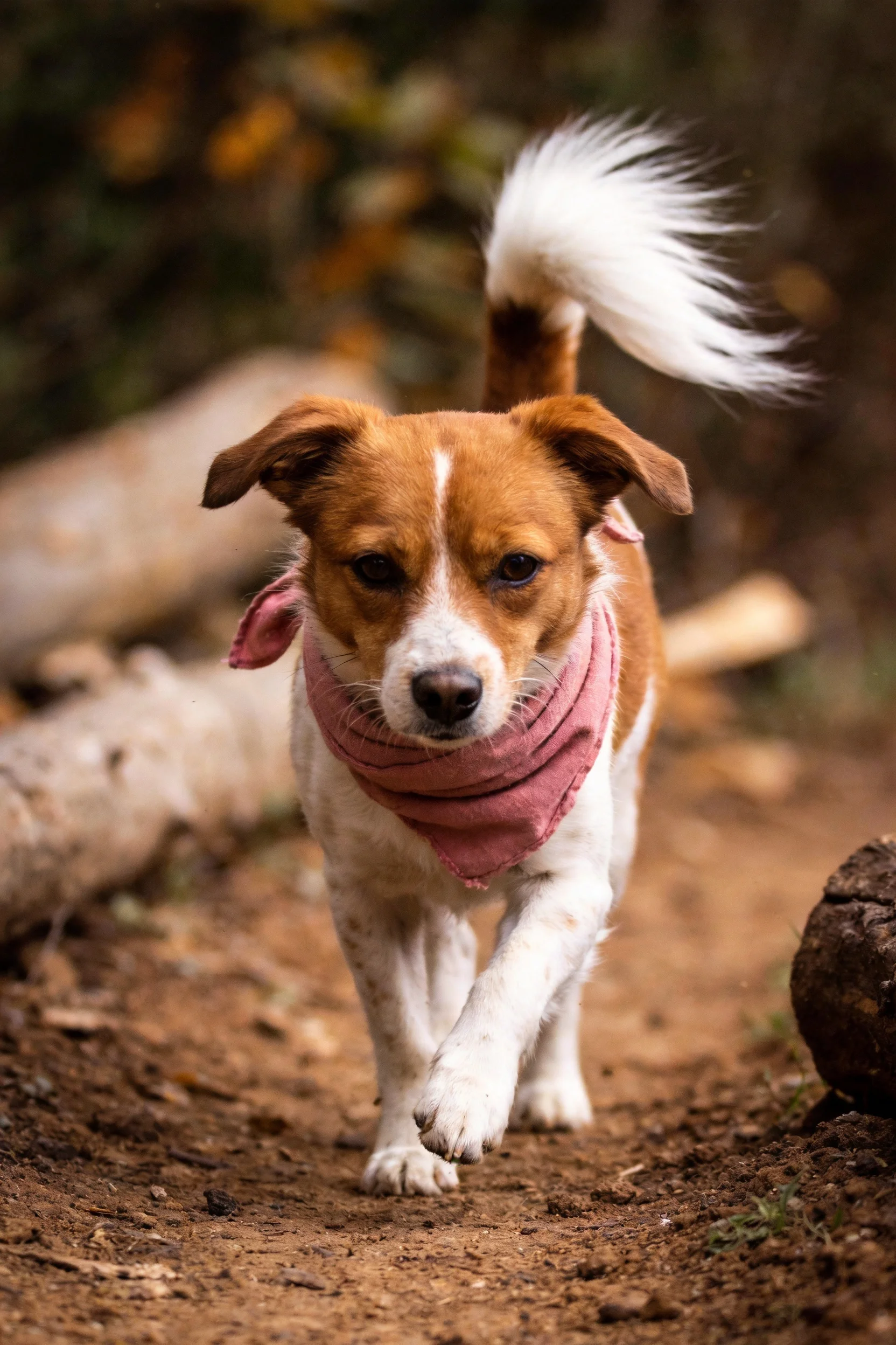 一只小型混血梗犬正走在林间小道上,它有着棕白相间的被毛,脖颈处系着粉色布巾,前爪沾有泥土痕迹。