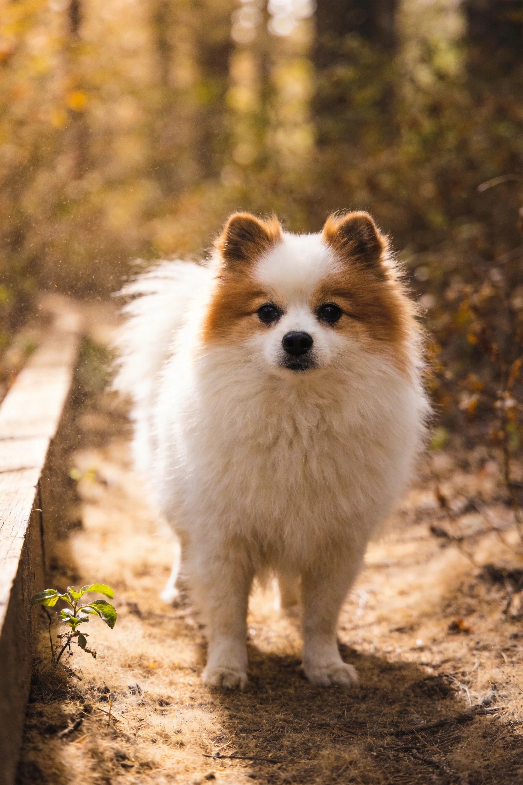 一只棕白相间的博美犬，蓬松的白色毛发在阳光下显得格外柔顺，棕褐色斑纹清晰可见。