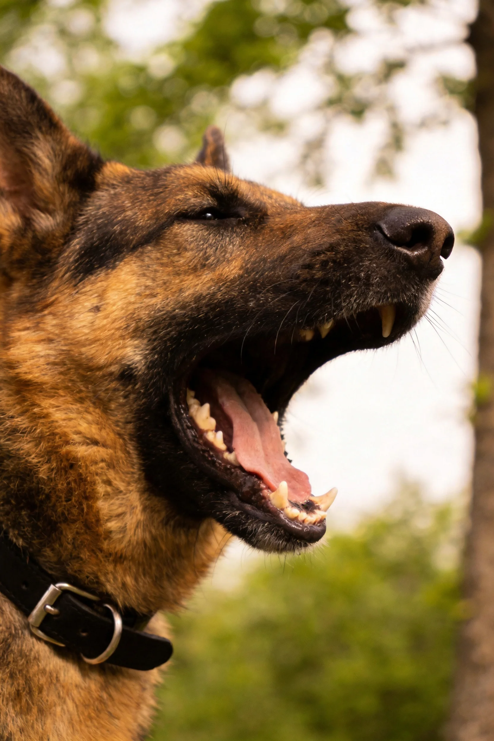 一只德牧犬嘴巴大张呈现打哈欠状态，黑棕色毛发纹理清晰可见。
