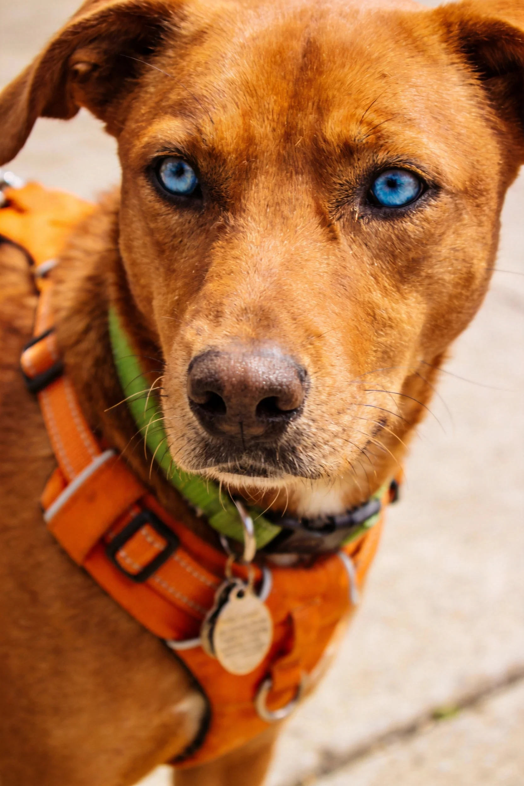 一只棕褐混种犬,拥有蓝色眼睛和红色被毛,佩戴橙色牵引带,面部细节清晰可见。