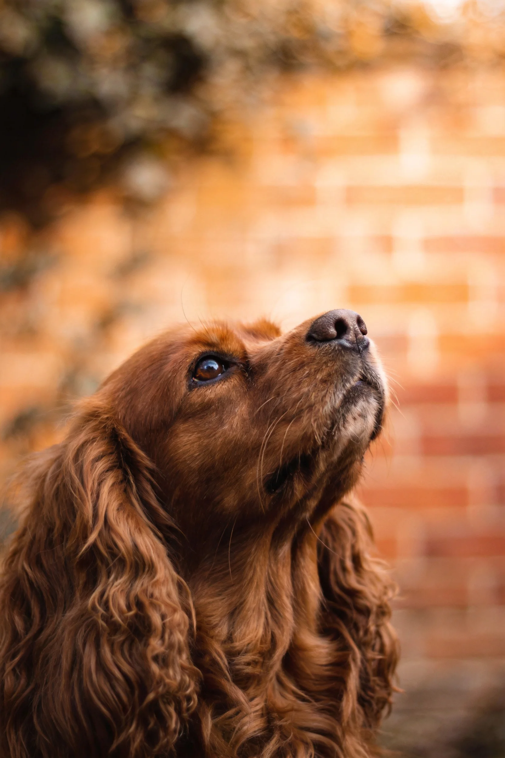 可卡犬有着长卷红棕毛发，正抬头凝视上方，面部细节清晰可见。