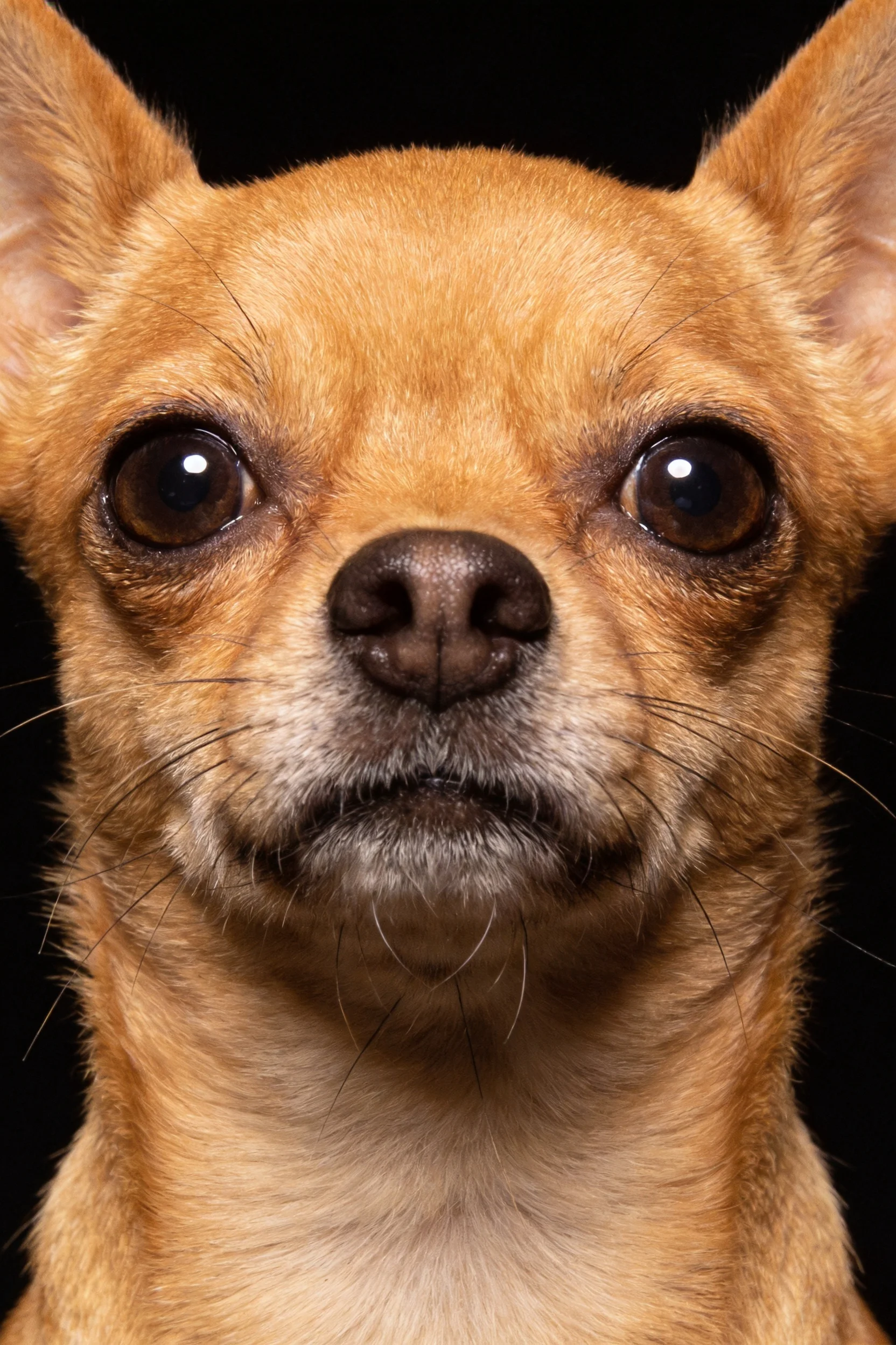 一只浅棕色吉娃娃犬正以圆睁的双眼直视镜头,黑色的鼻头与浅棕色的毛发形成鲜明对比。