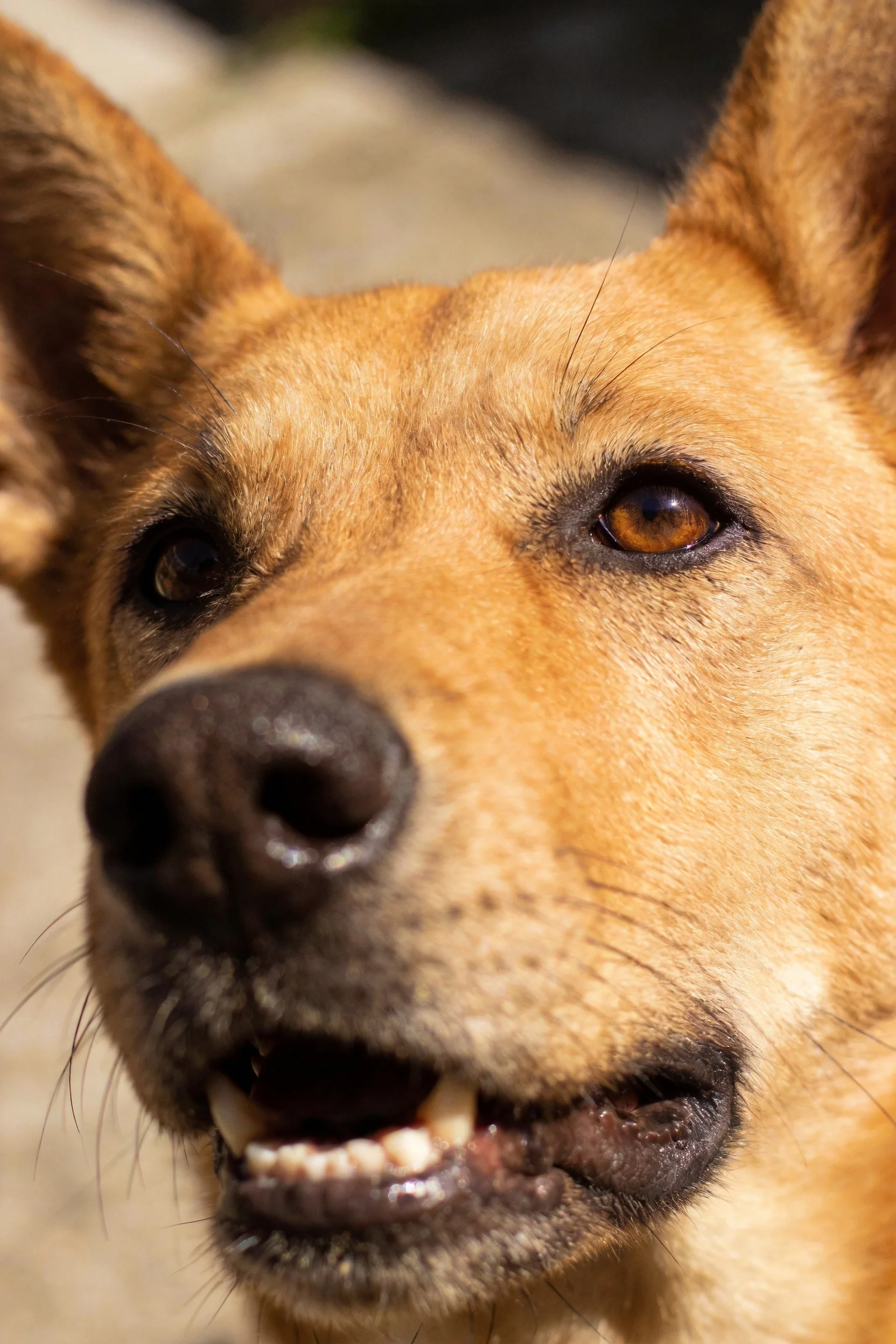 一只混血牧羊犬,拥有棕黄色被毛和黑色的鼻头,嘴巴张开露出牙齿,眼神温和。