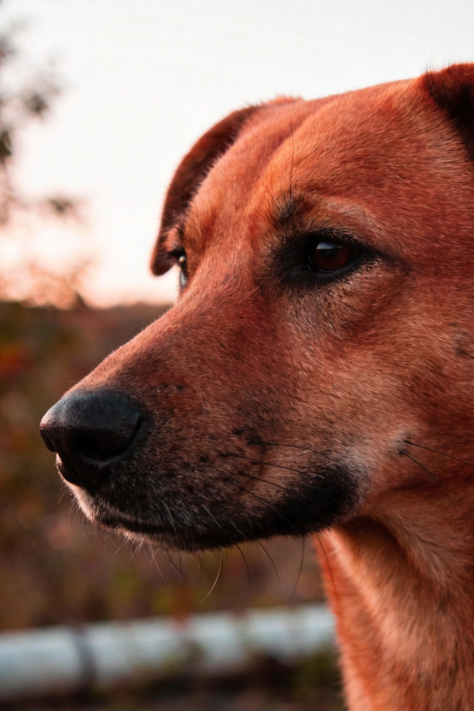 短毛混血猎犬在阳光下,黑色鼻部与深棕色毛发形成鲜明对比,眼部明亮警觉。