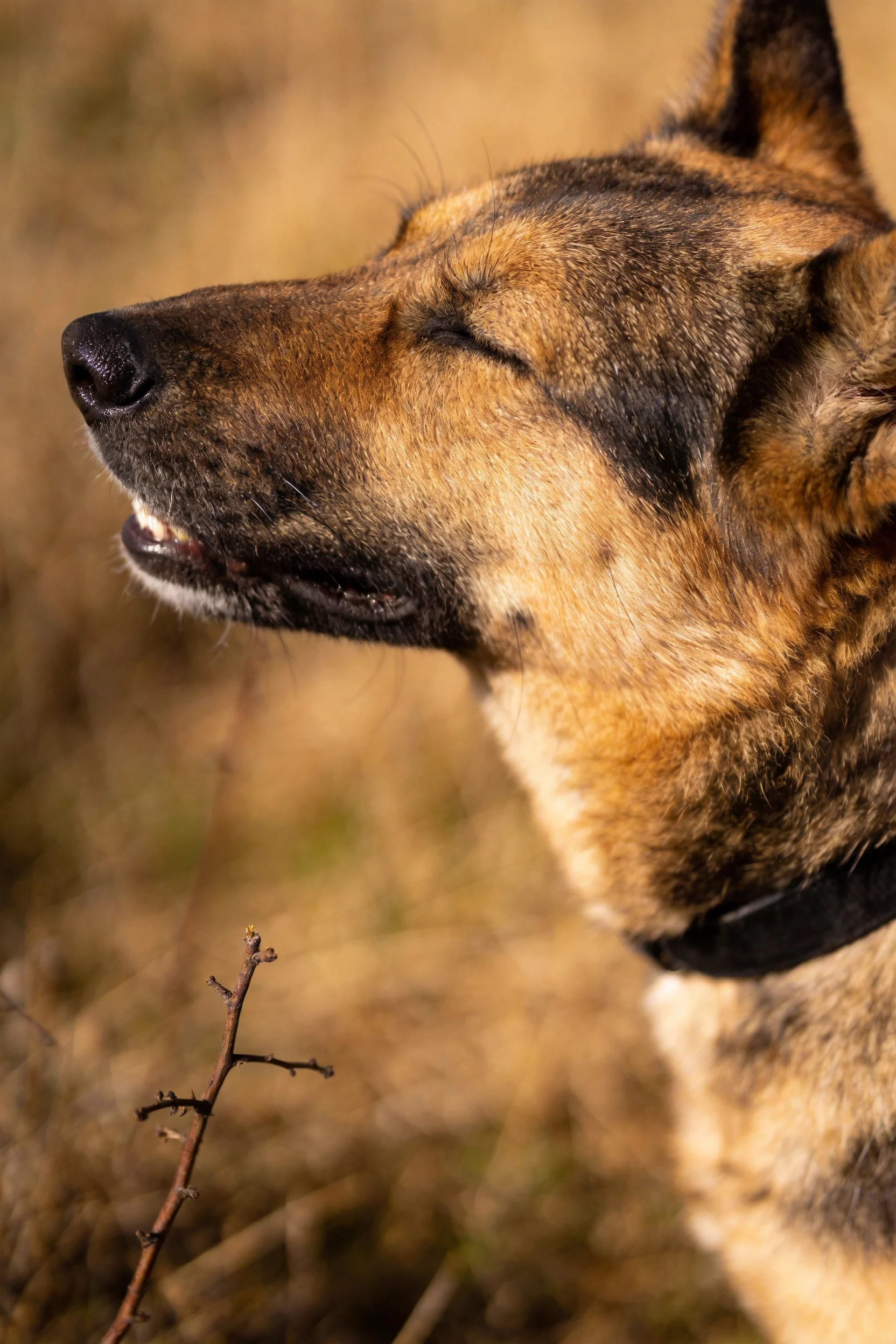 德国牧羊犬双眼轻闭,嘴巴微张,黑色项圈清晰可见,皮毛黑棕相间。