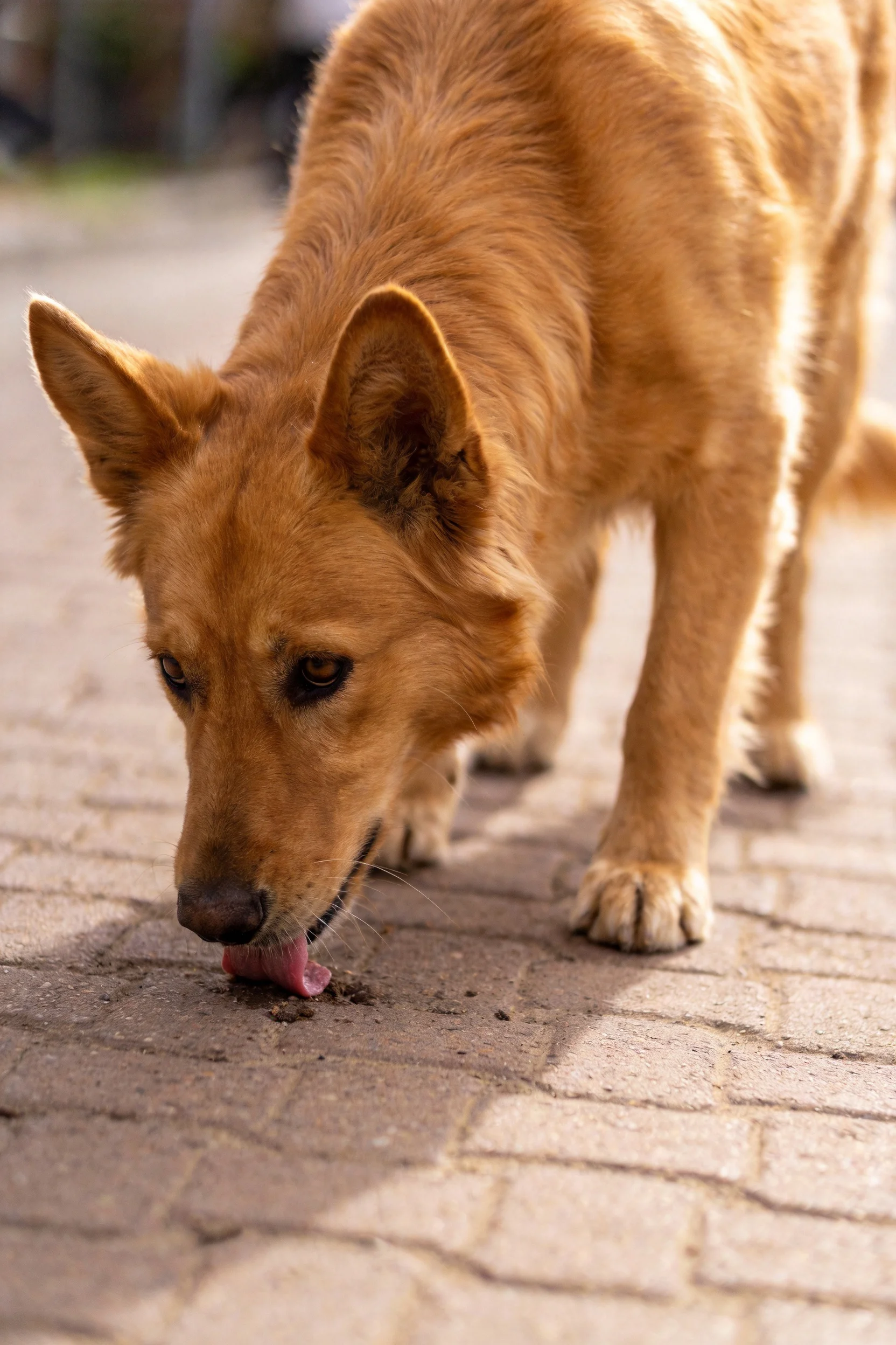 一只浅棕色混血犬低头舔舐地面,前爪稳稳站立,耳朵竖立,毛发呈暖金色。