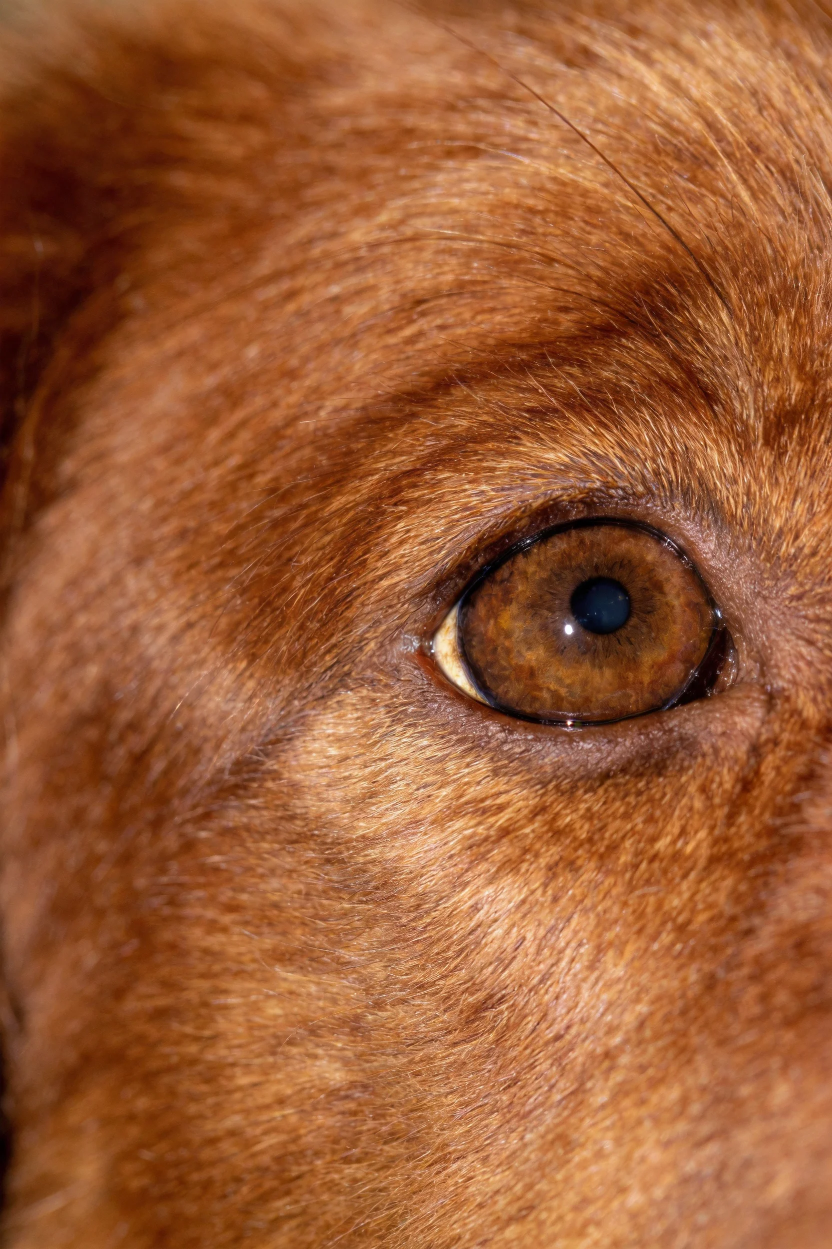 金毛寻回犬眼部特写,展现出琥珀色虹膜与柔软的金棕色被毛纹理。