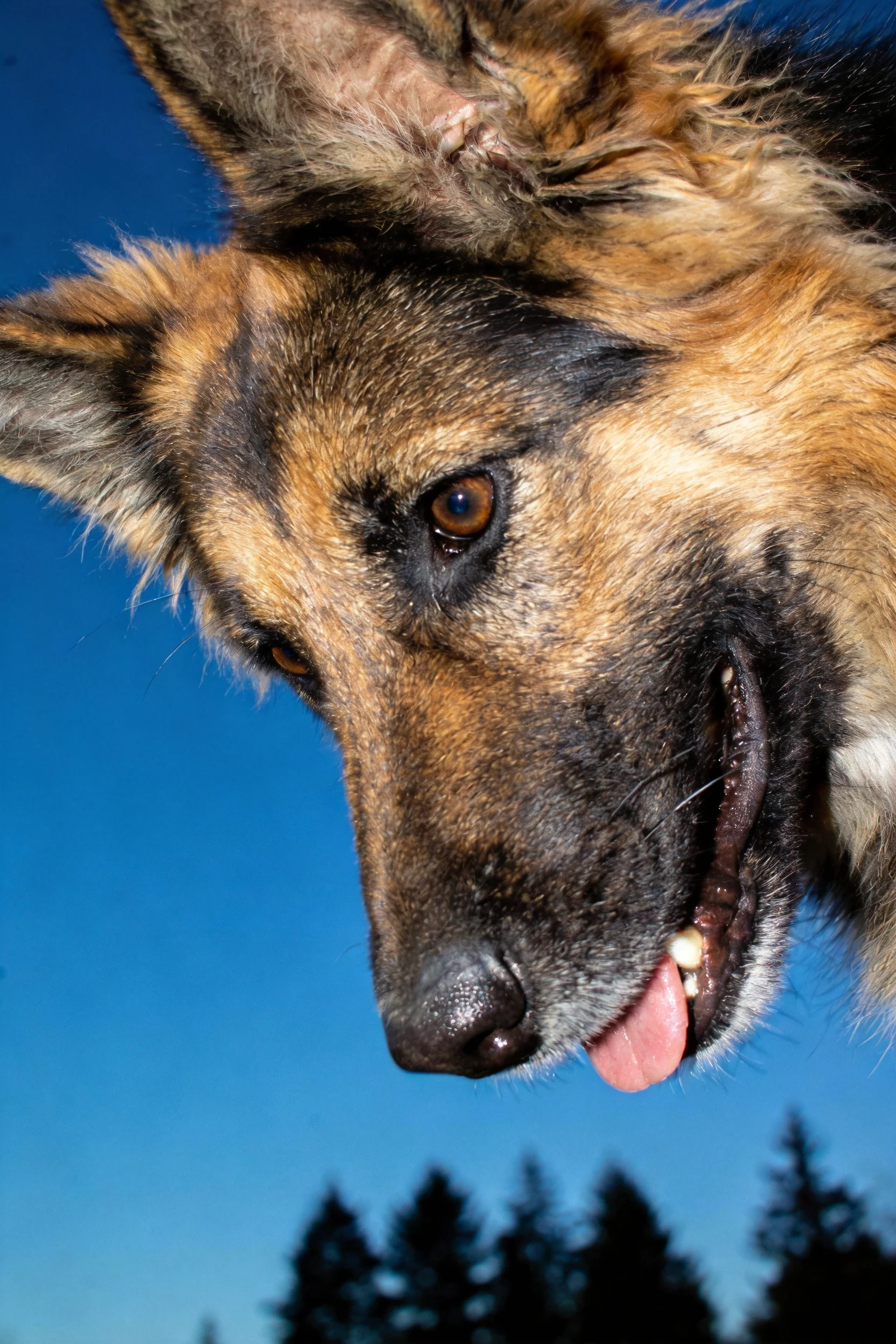 德国牧羊犬头部特写展现黑棕相间毛发及张开的嘴巴细节。
