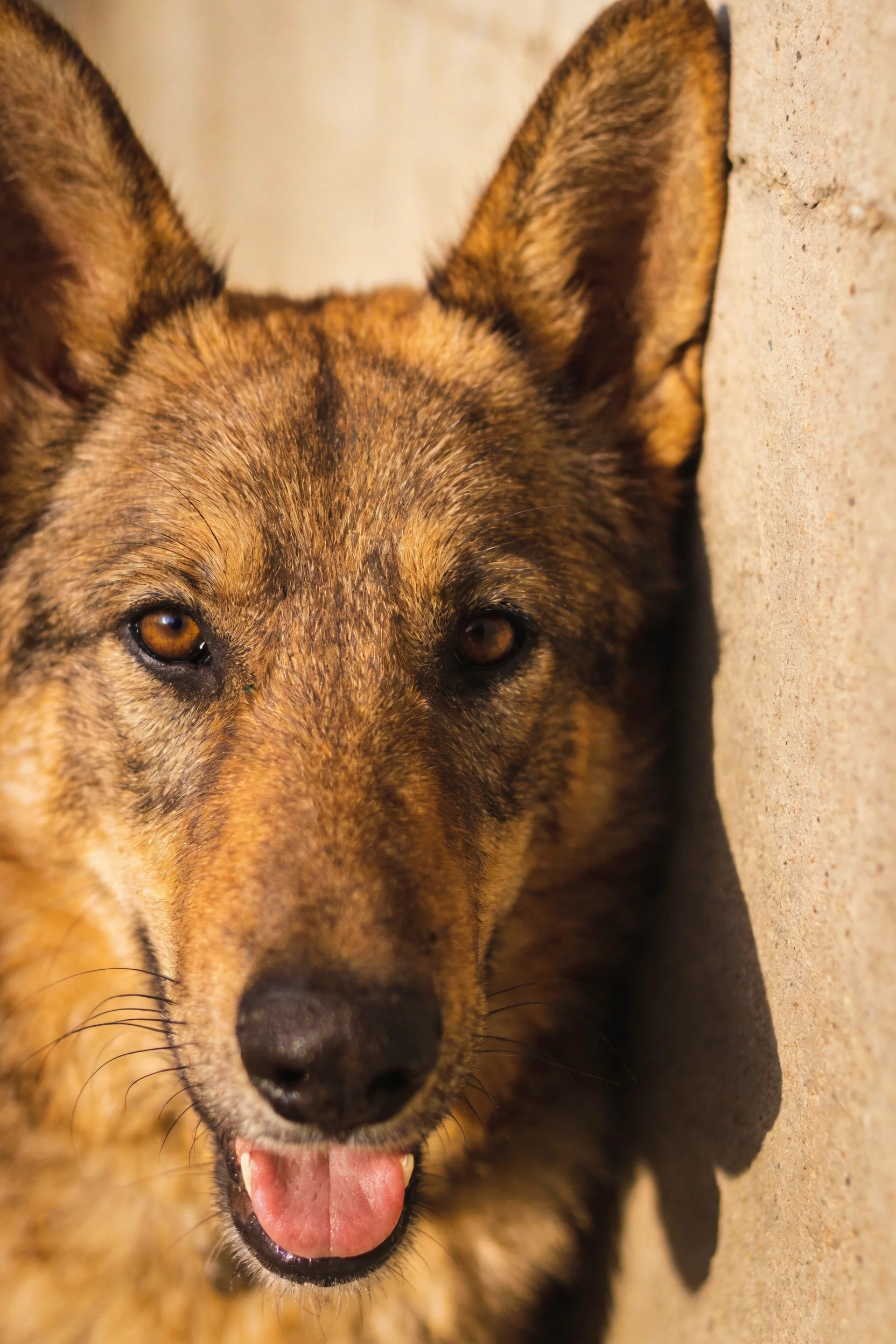 一只德国牧羊犬靠在浅色墙壁旁,棕褐色毛发,嘴巴张开露出湿润的粉色舌头。