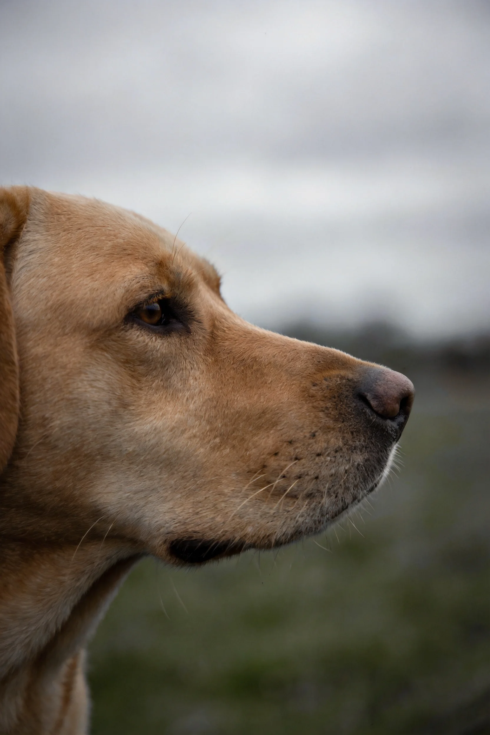 浅金色拉布拉多犬以侧面姿态凝视远方，金褐色的被毛纹理清晰，鼻子微微抬起。
