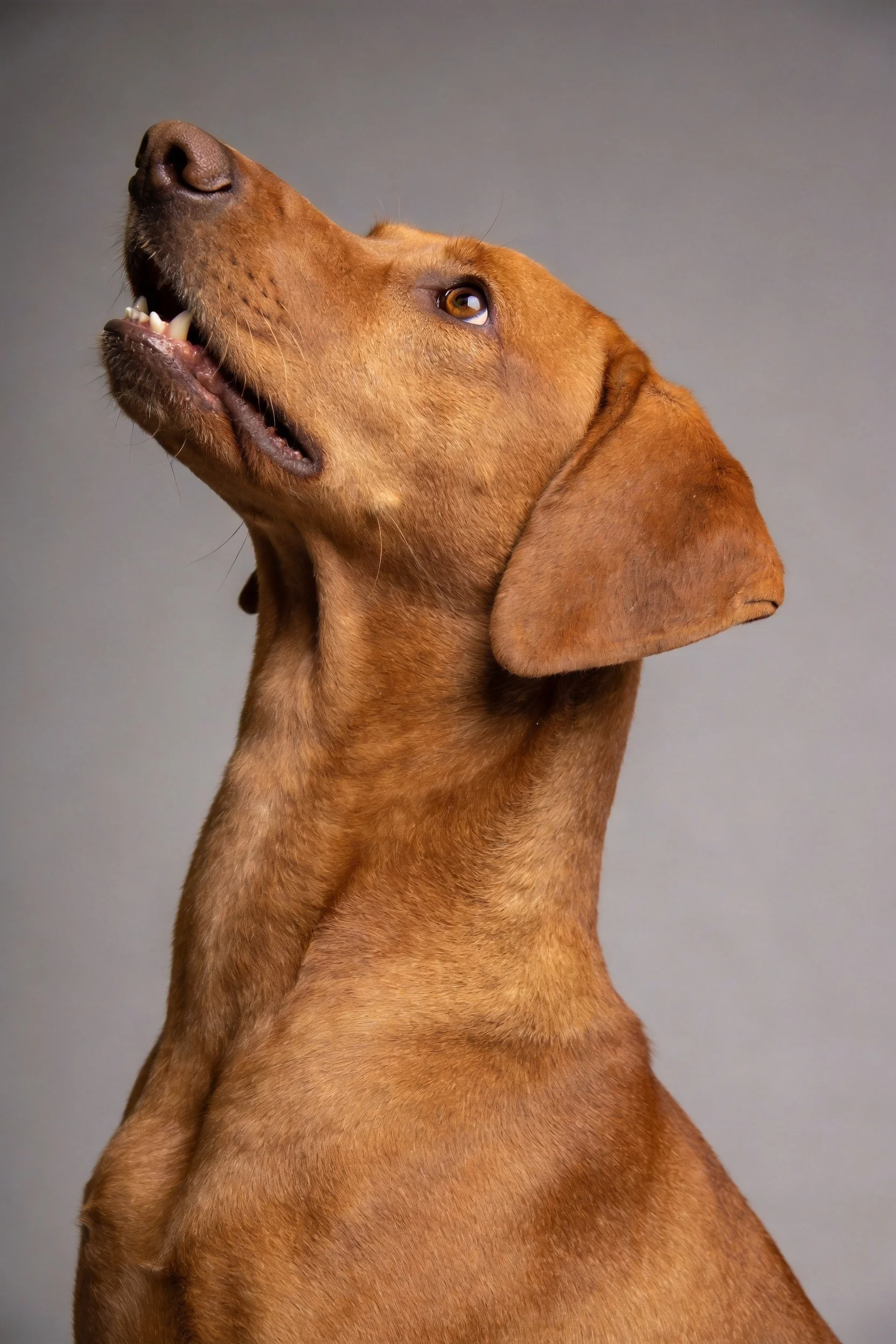 罗得西亚脊背犬红棕色皮毛顺滑,头部抬起向上凝望,眼睛明亮清澈。