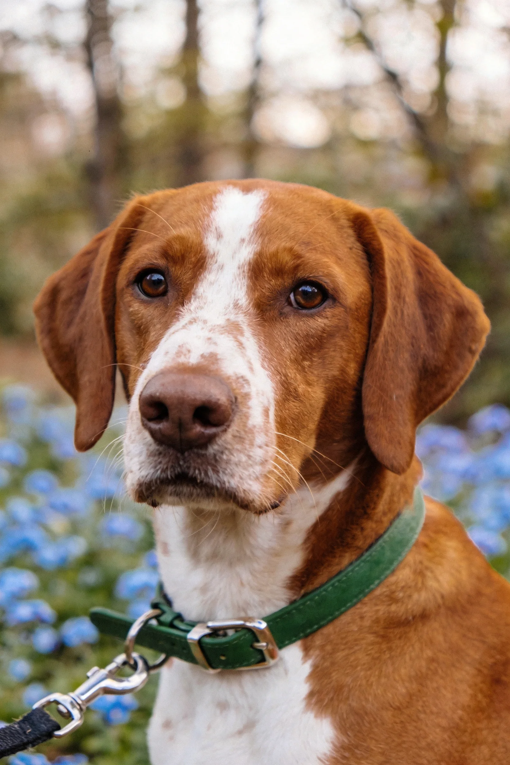 指示猎犬有着红棕白相间的被毛,佩戴绿色项圈,眼神专注注视前方。