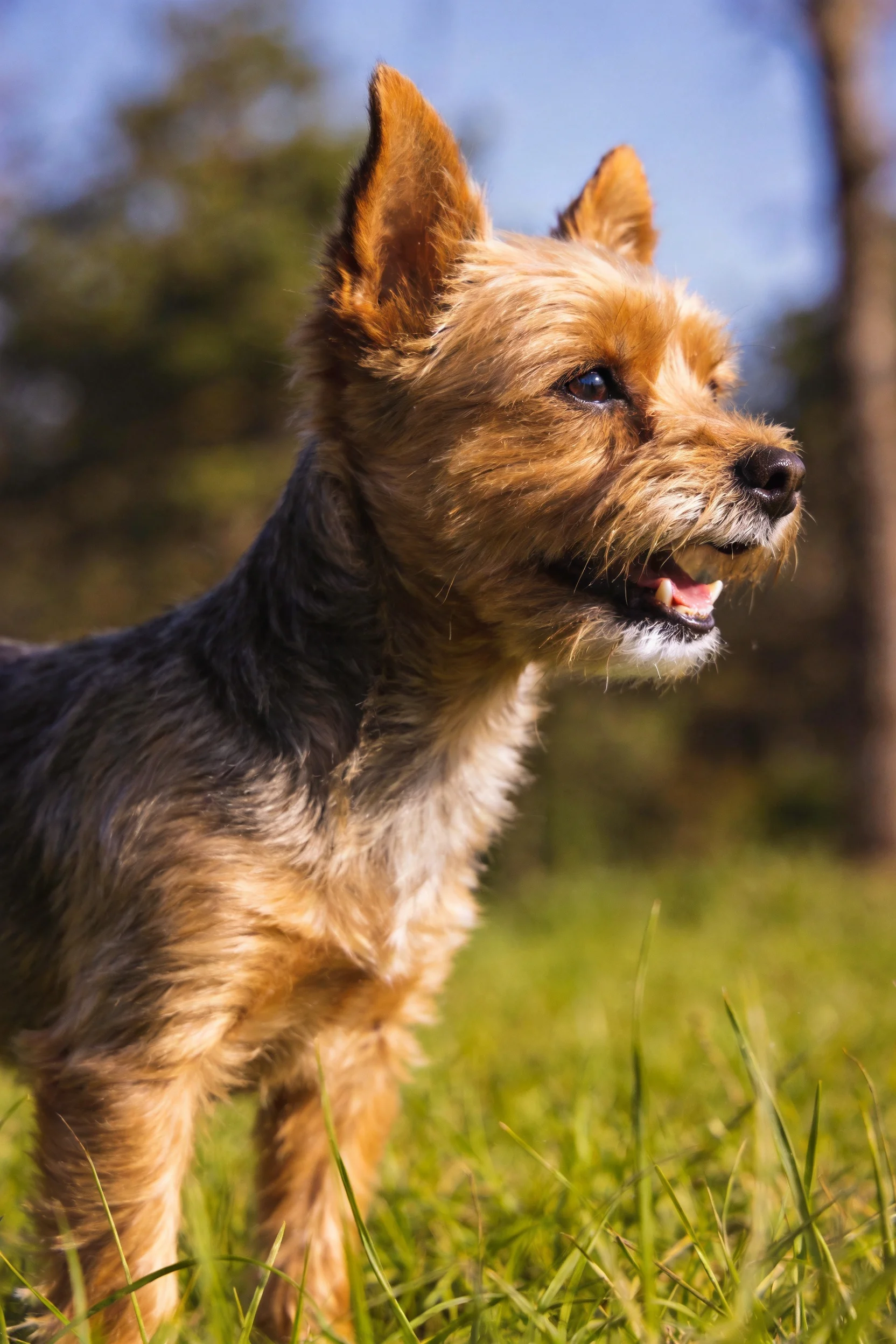 诺福克梗犬站在阳光充足的草地上,暖棕色和深灰色相间的毛发清晰可见,耳朵竖立,眼神专注。