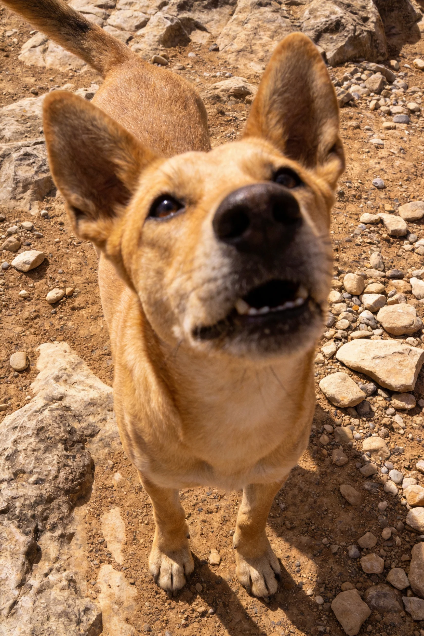 中华田园犬抬头注视镜头,浅棕色短毛,耳朵竖立,处于岩石小径环境中。