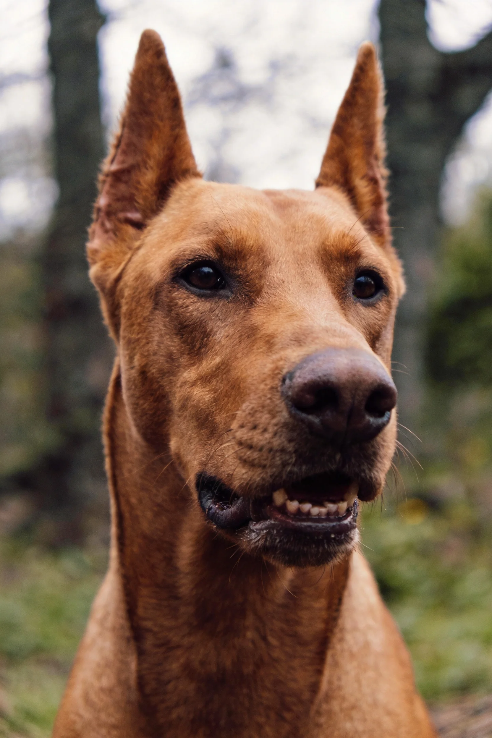 这是一只埃塞俄比亚猎犬,有着红棕色被毛,耳朵竖立,处于户外环境。