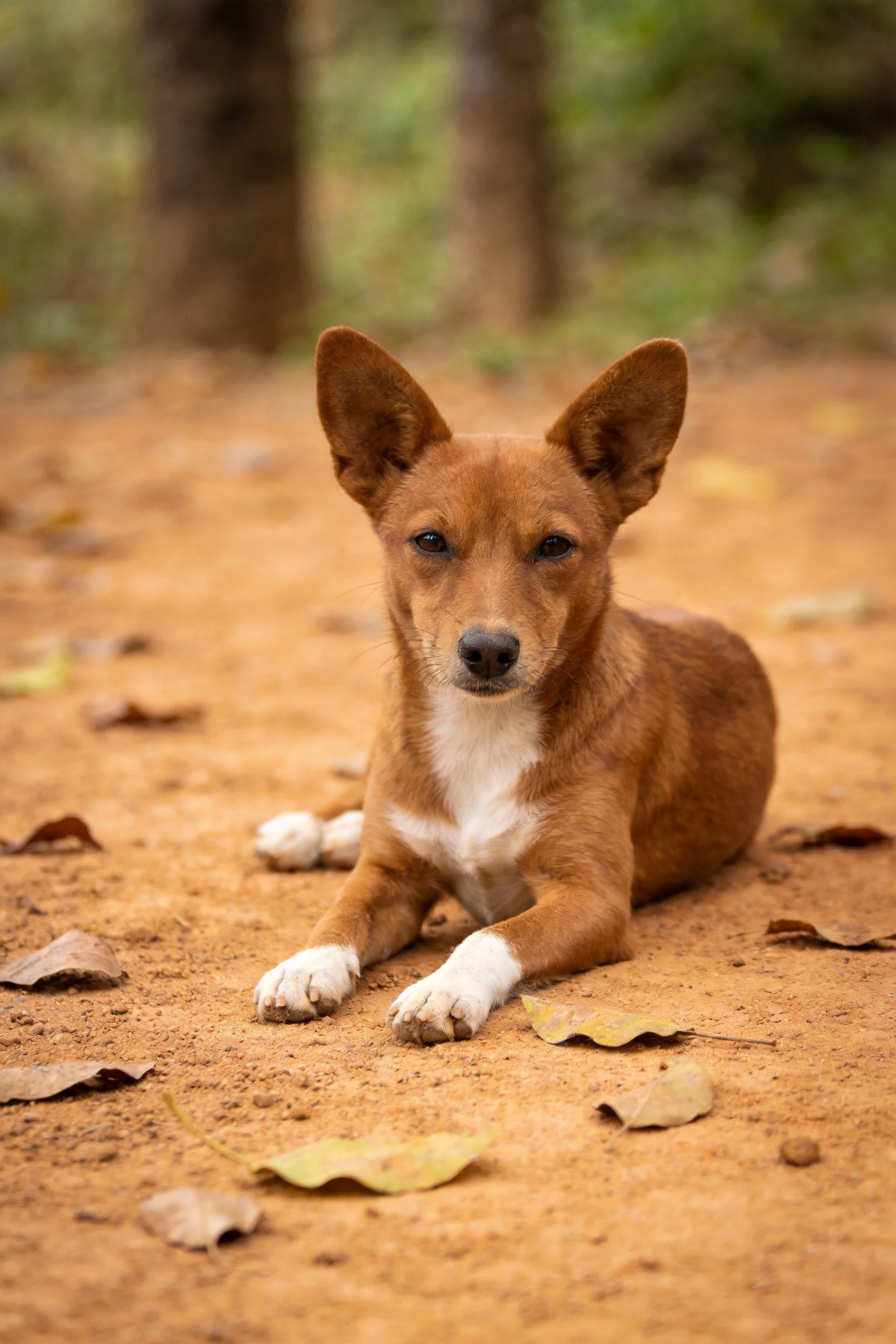 图中是一只巴森吉犬,它有着红棕色带白色的被毛,正安静地趴在土路上,周围散落着枯叶。