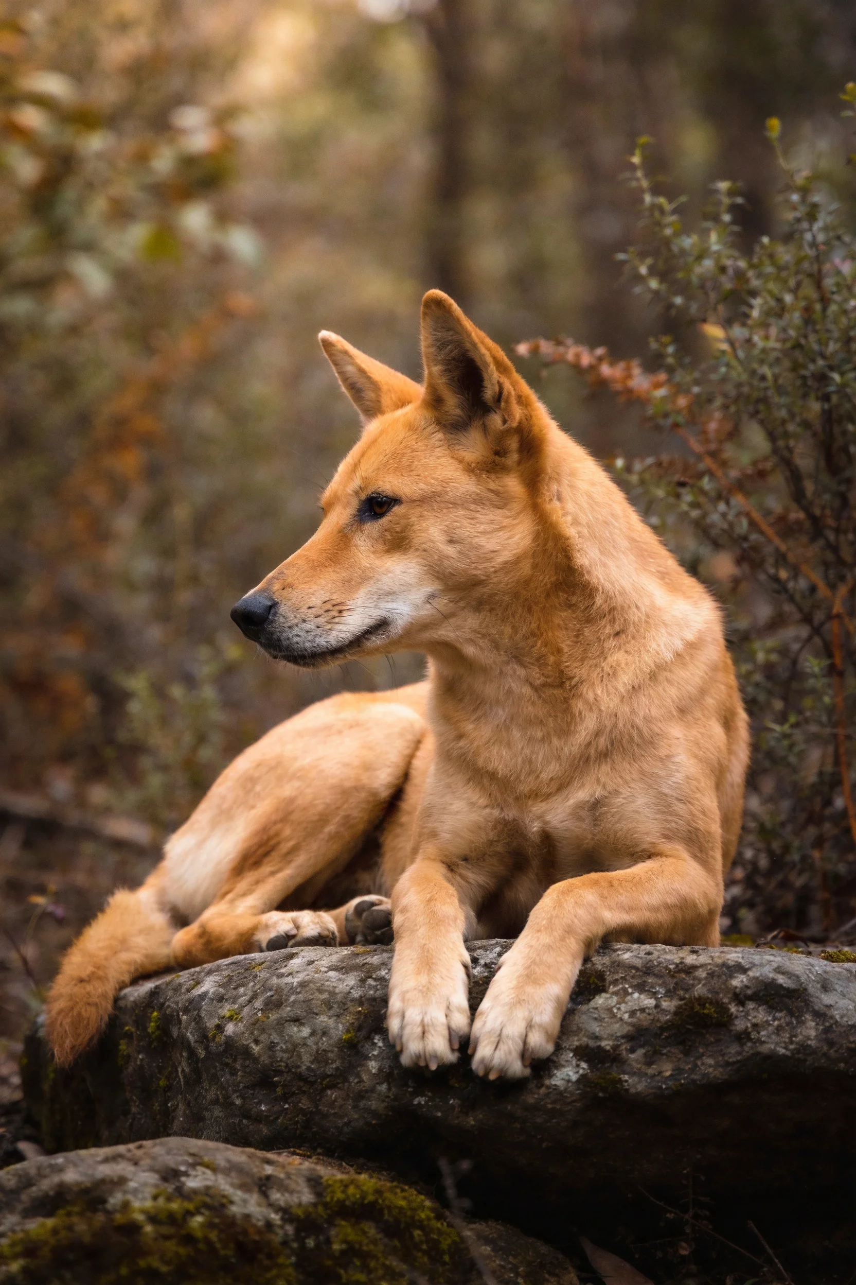 澳洲野犬趴在岩石上，浅棕色皮毛柔软，前爪搭在岩石边缘处。