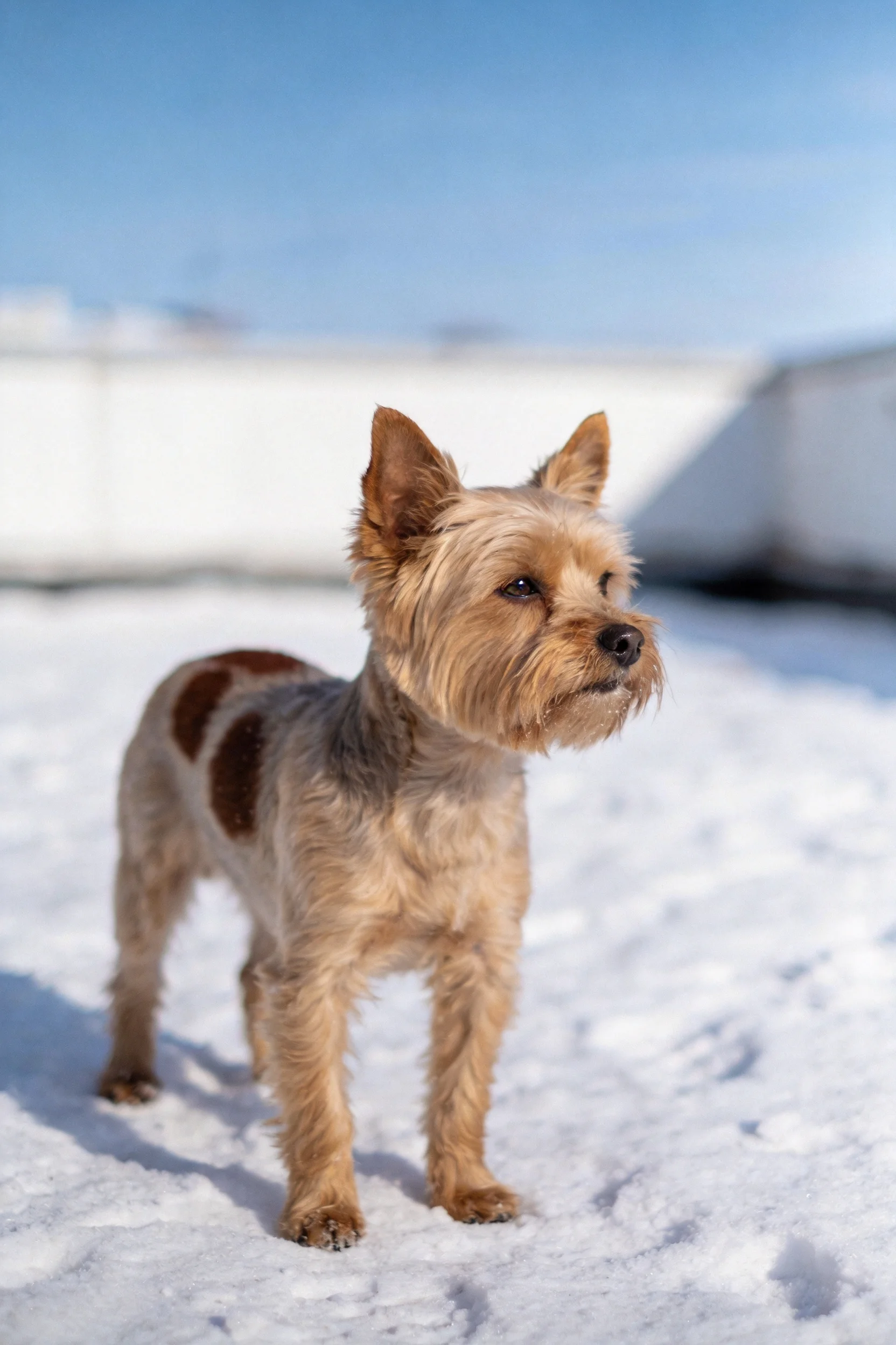 一只挪威梗犬站在雪地上，浅棕色带深色斑纹的毛发蓬松，耳朵竖立，目光注视前方。