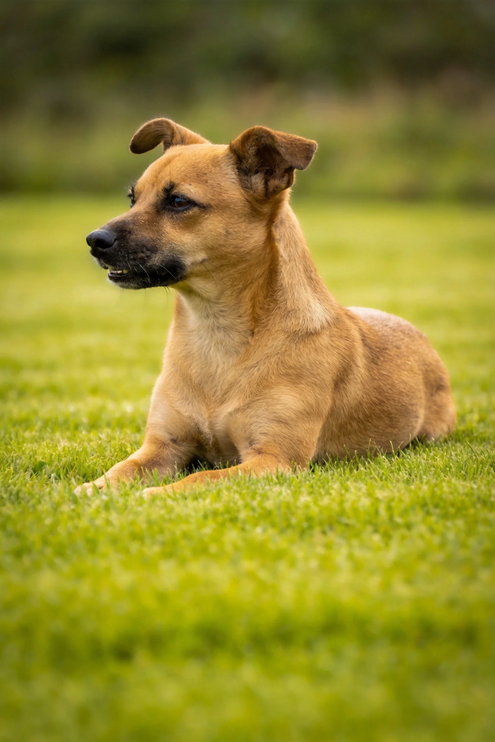 一只短毛混种犬趴在绿色草坪上,棕黄色被毛顺滑,处于放松状态。