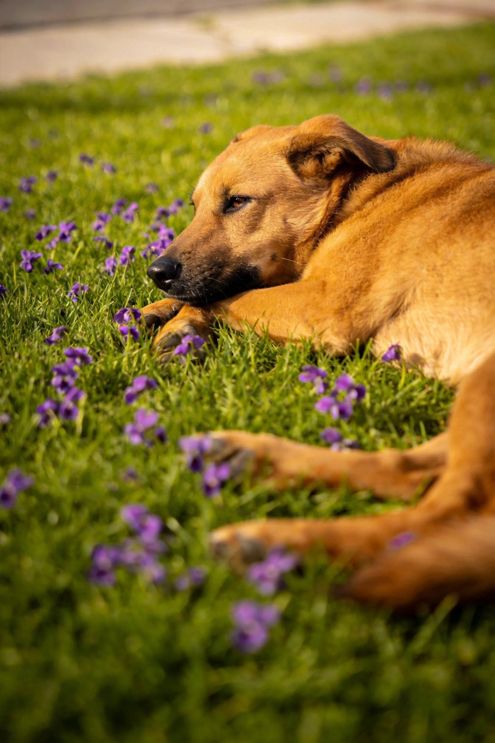 暖棕色混种犬安静卧于草地,毛发顺滑贴附在草地上,身旁有紫色小花环绕。