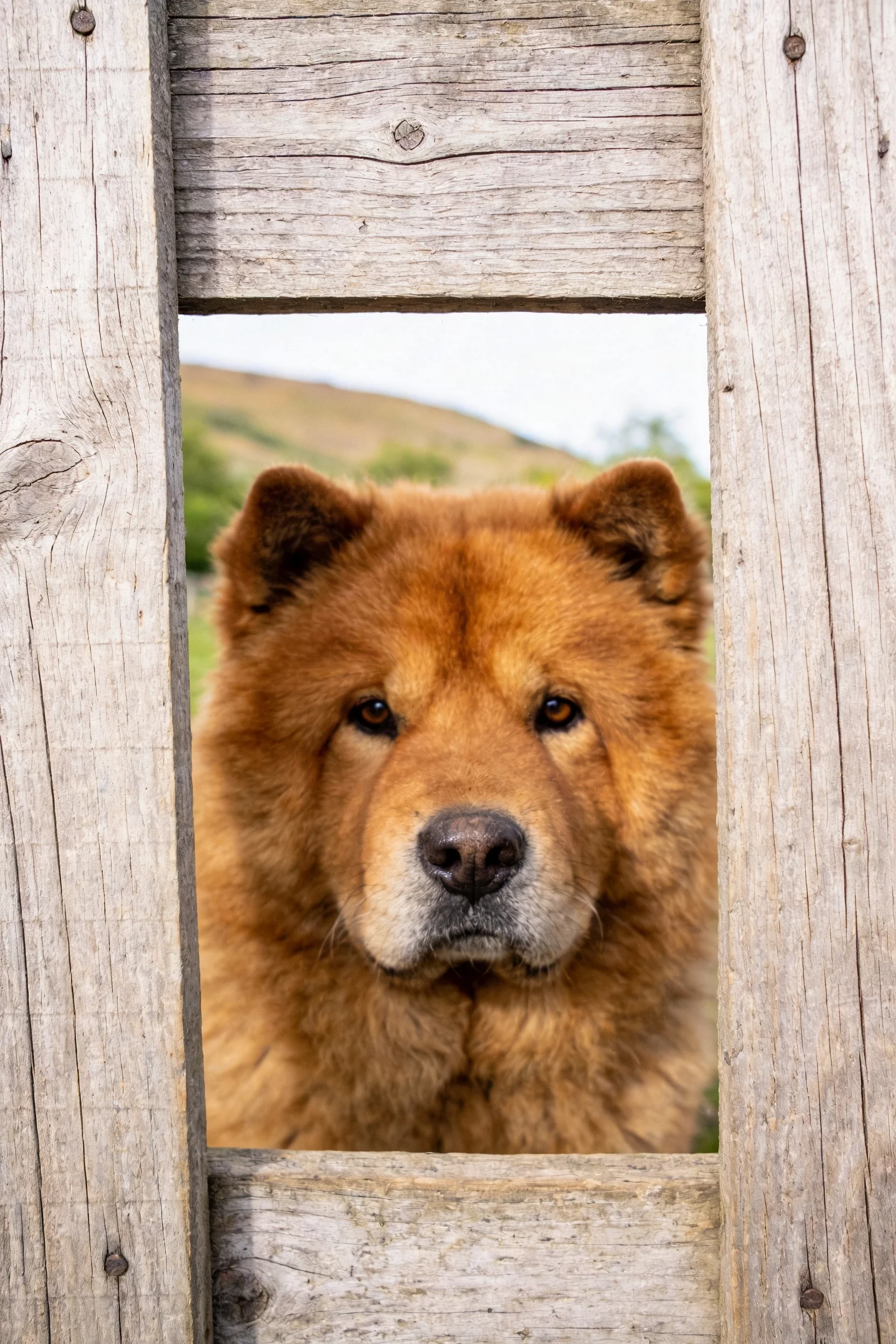 狗头狮子犬有着浓密的棕红色毛发,正透过木栅栏的缝隙安静地着前方。