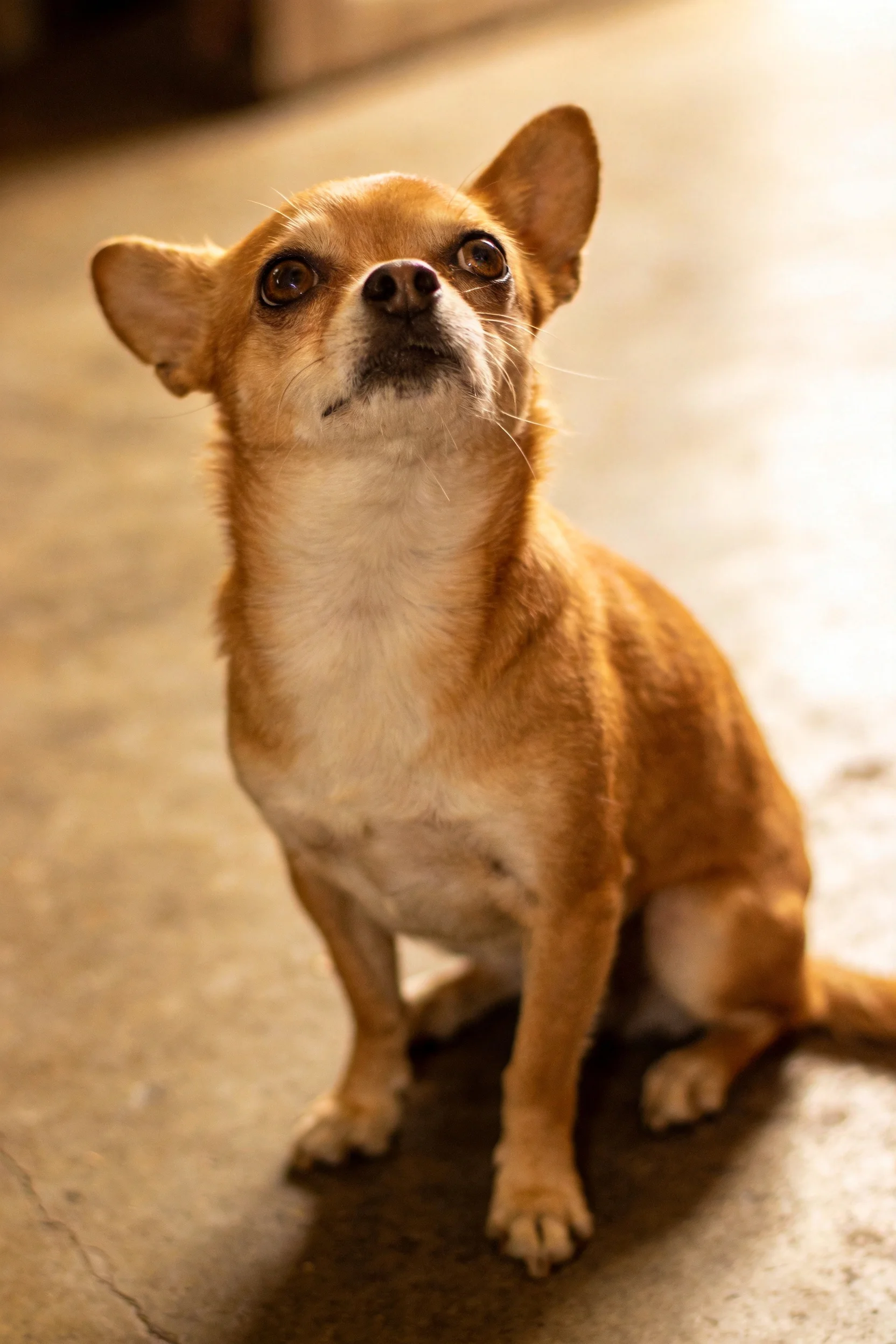 浅棕白相间的吉娃娃犬抬头凝视,耳朵竖起,毛发柔软顺滑贴附在身上。
