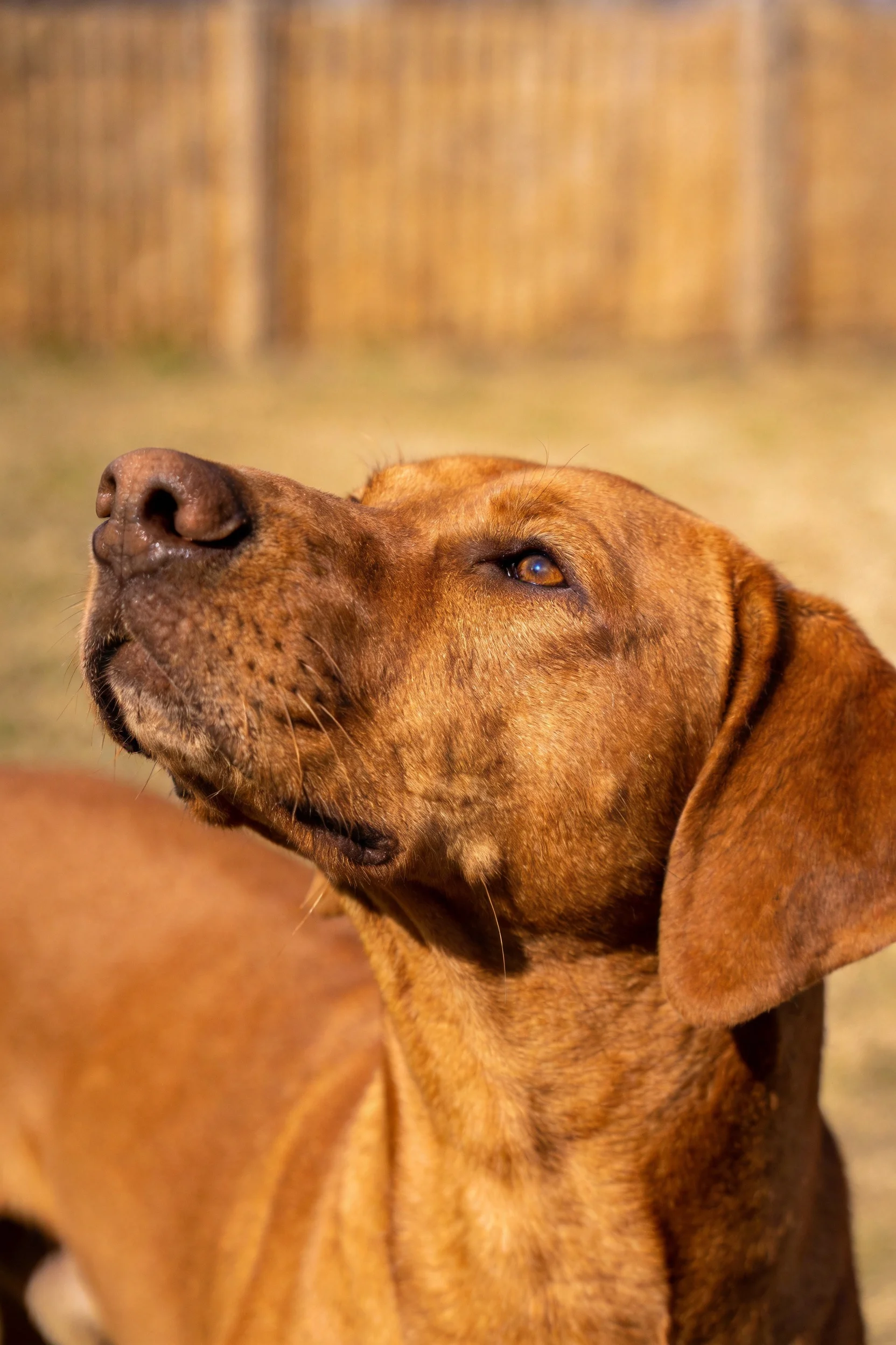 一只浅棕色短毛猎犬,其光滑的被毛在阳光下呈现出暖色调,眼睛明亮注视前方。