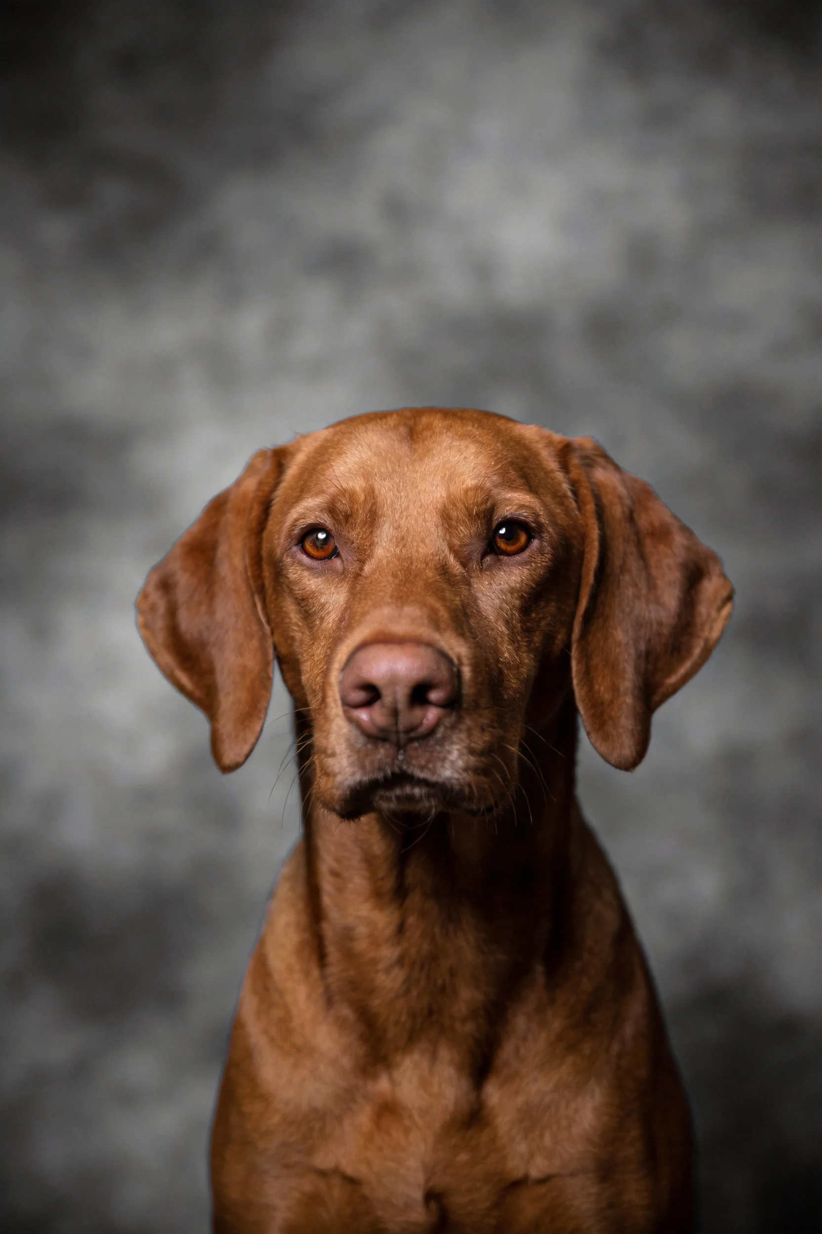 一只维兹拉犬正对着镜头,展现出其红棕色短毛和的耳部形态。