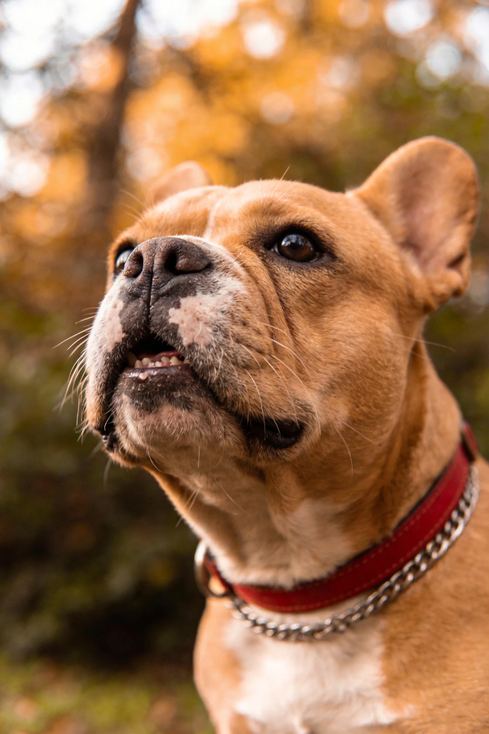 一只棕白相间的斗牛犬抬头凝视,佩戴红色皮质项圈搭配金属链条装饰。