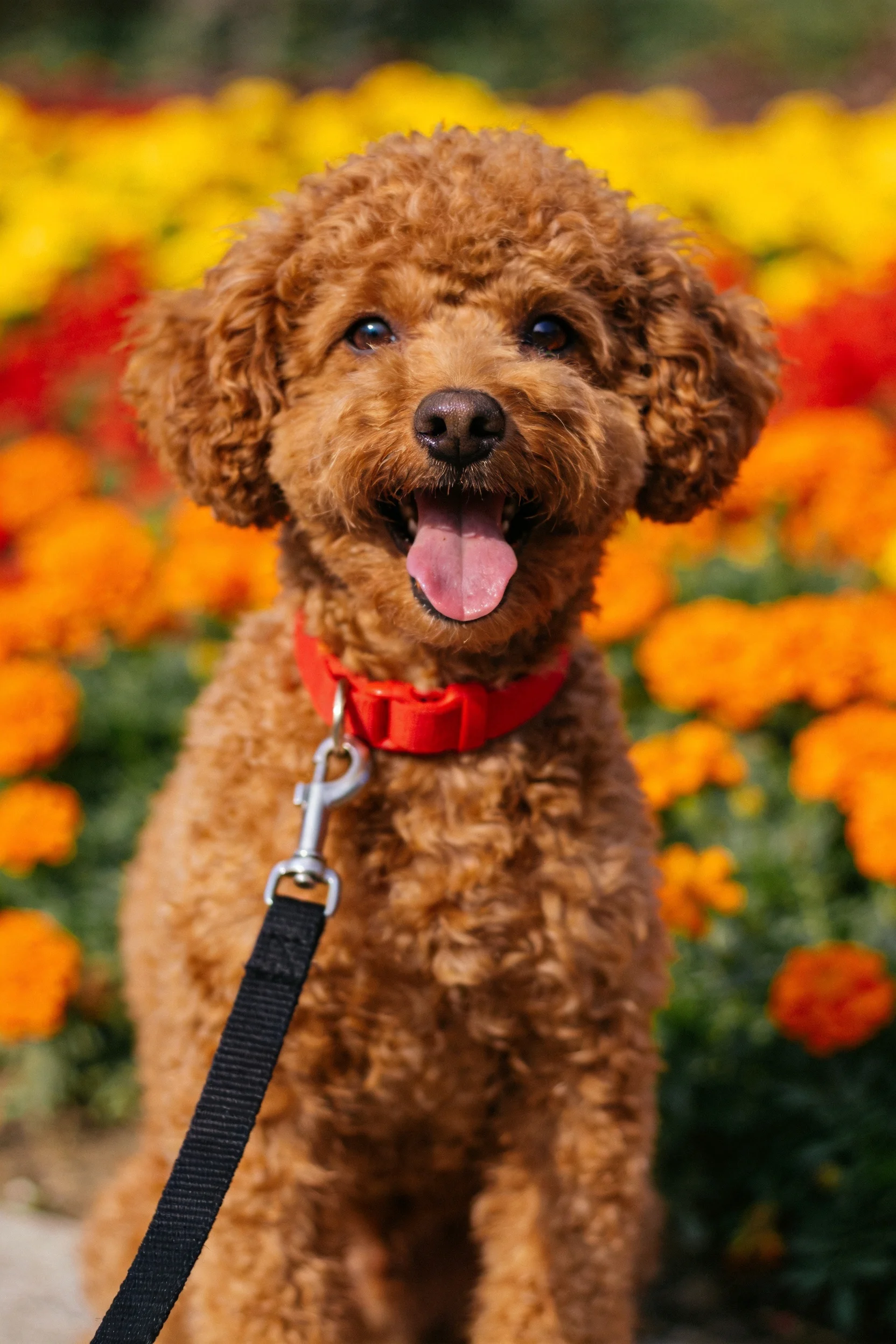 一只卷毛的红褐色玩具贵宾犬,嘴巴张开露出粉色舌头,站在色彩绚烂的花丛前。