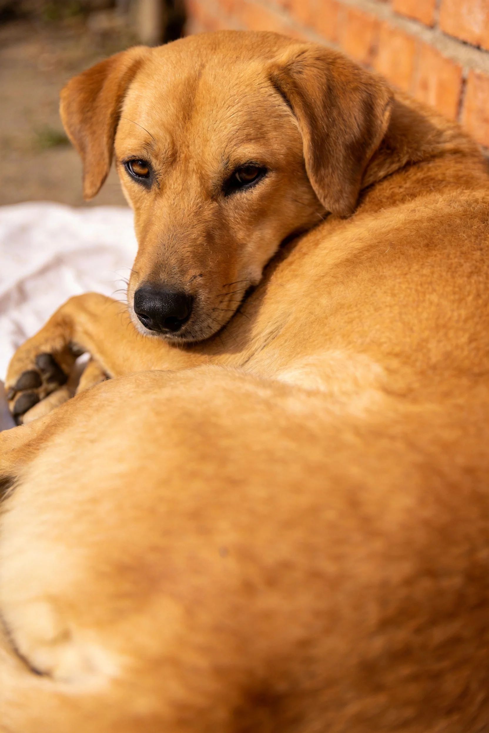 一只短毛金毛混种犬,暖金色蓬松被毛,头部轻靠前爪,红砖墙旁休息。