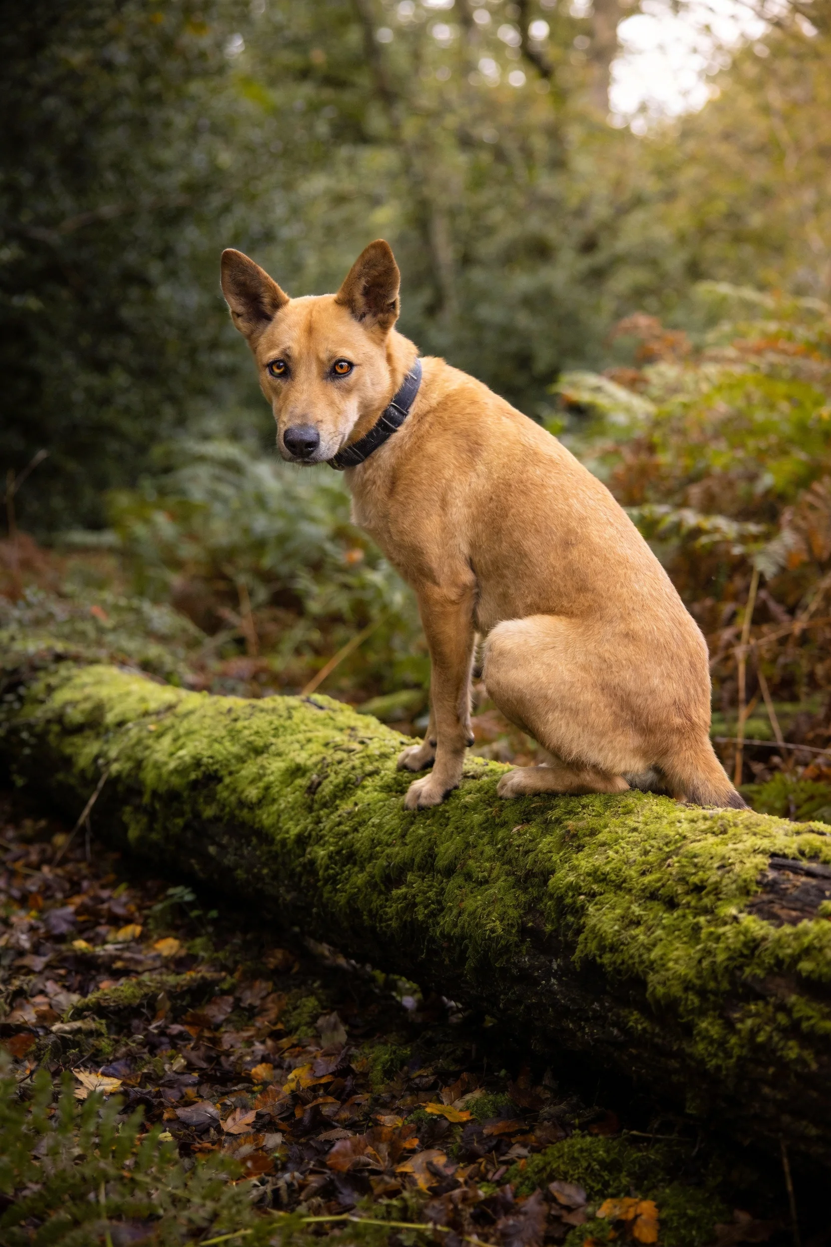短毛家犬正安静地坐在覆盖着鲜绿色苔藓的原木上,周围是茂密的森林植被。
