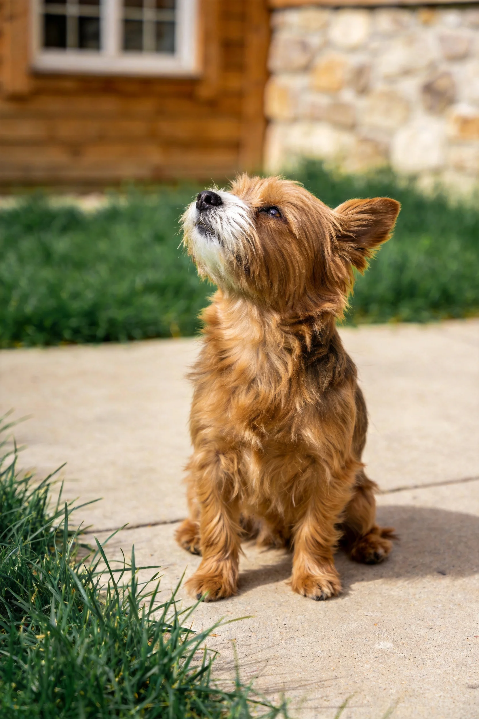 一只小型硬毛混种犬抬头凝视，红棕色毛发带有白色斑纹，处于户外乡村场景中。
